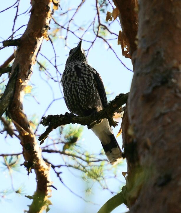 Valokuvaaja: Mikko Saarinen