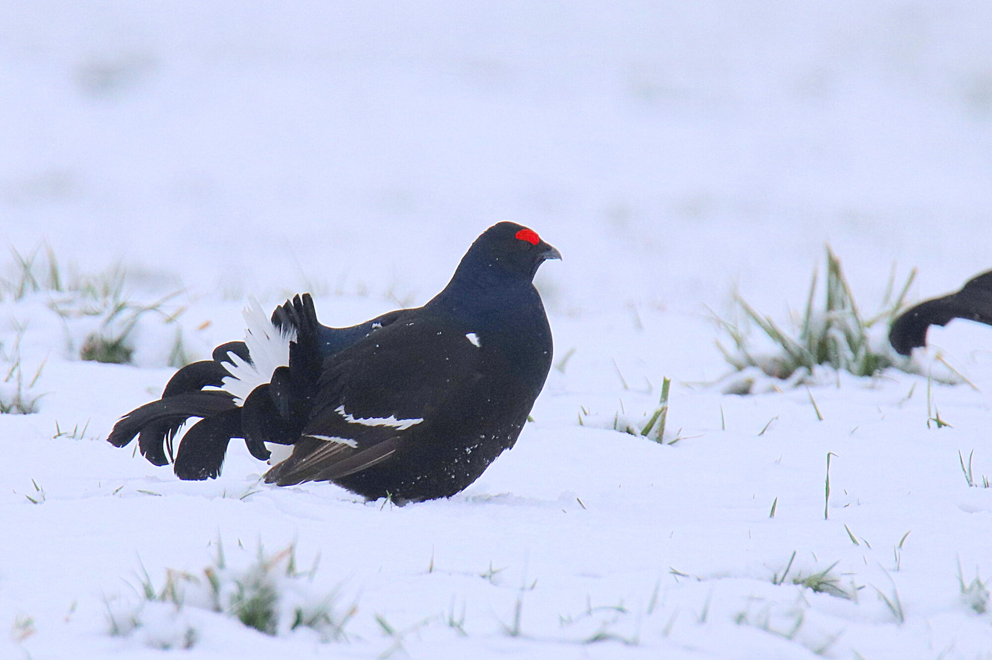Valokuvaaja: sirpa jyske