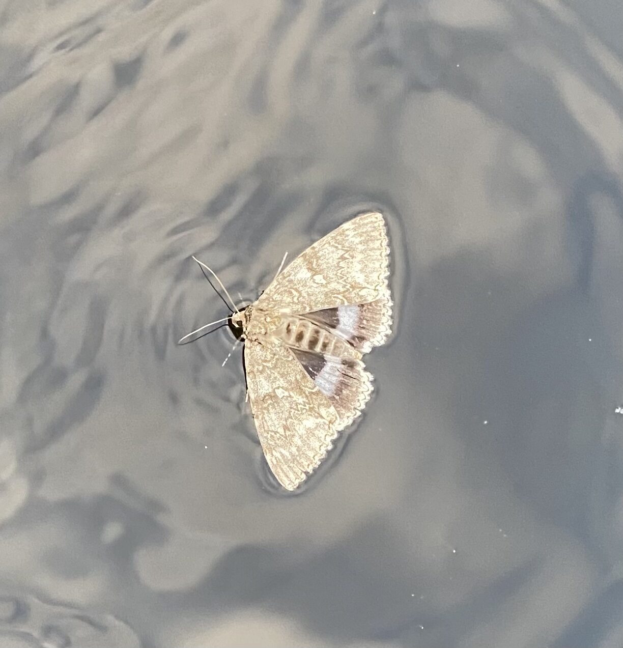 Valokuvaaja: Juha Rapatti