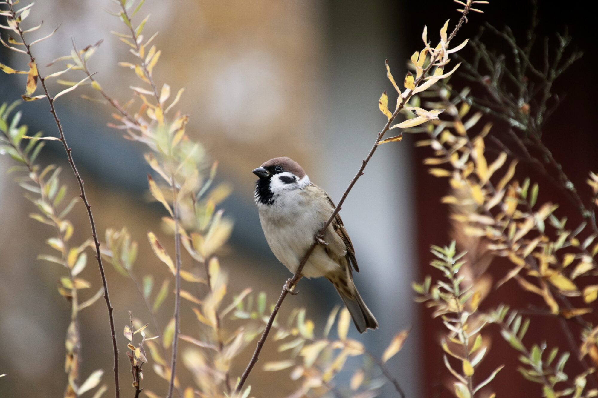 Valokuvaaja: Eveliina Koivisto