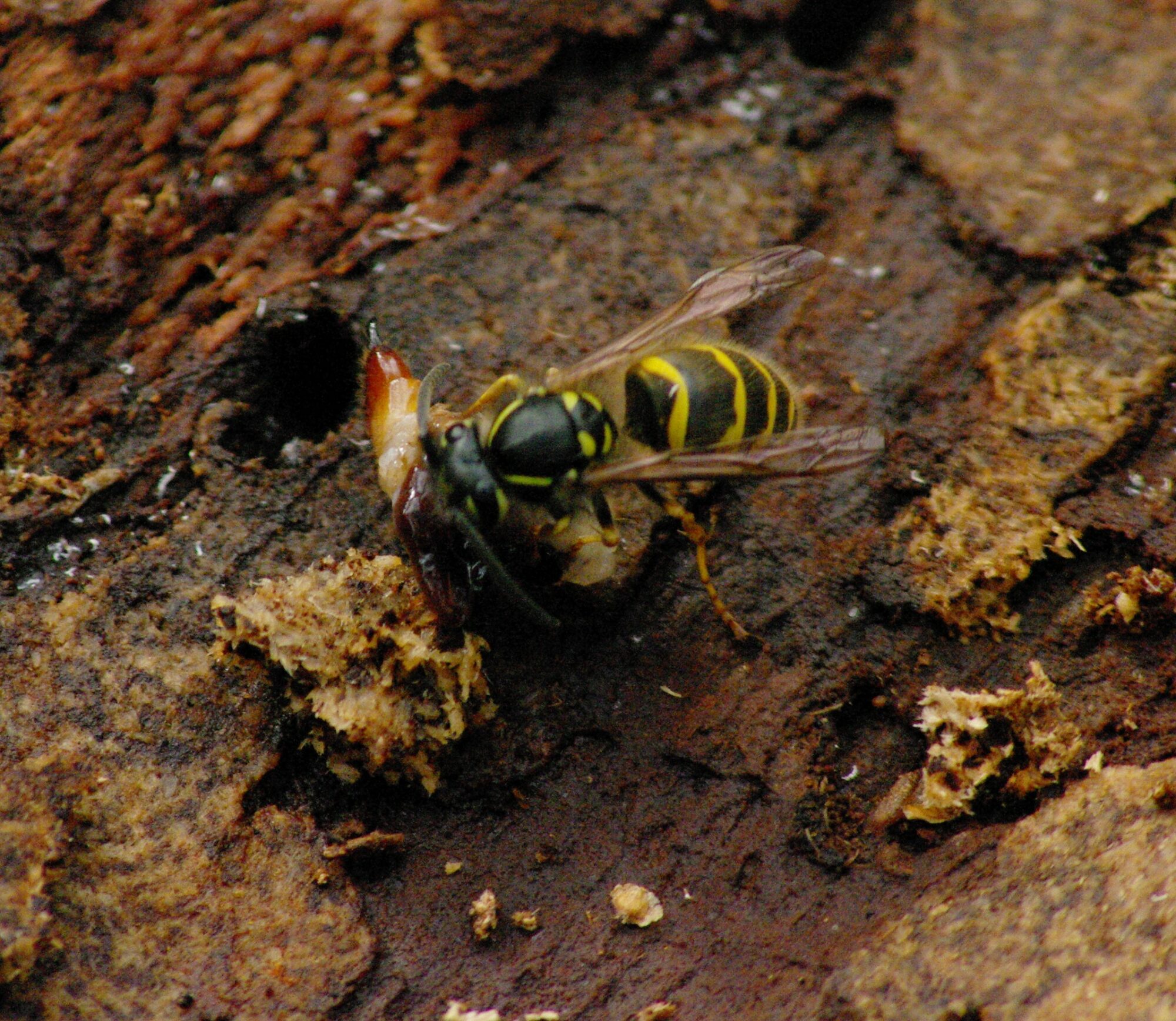 Valokuvaaja: Timo Pakonen
