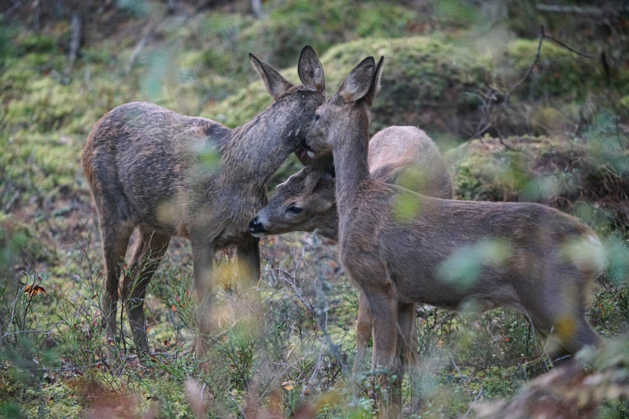 Valokuvaaja: Kari Hölttä