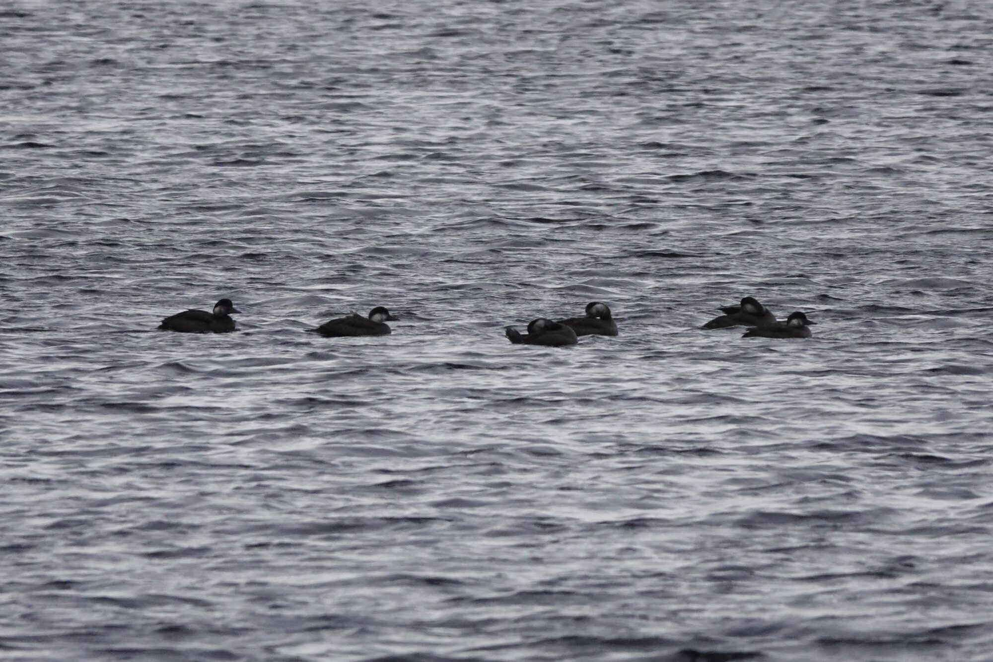 Valokuvaaja: Jenna Pitkänen