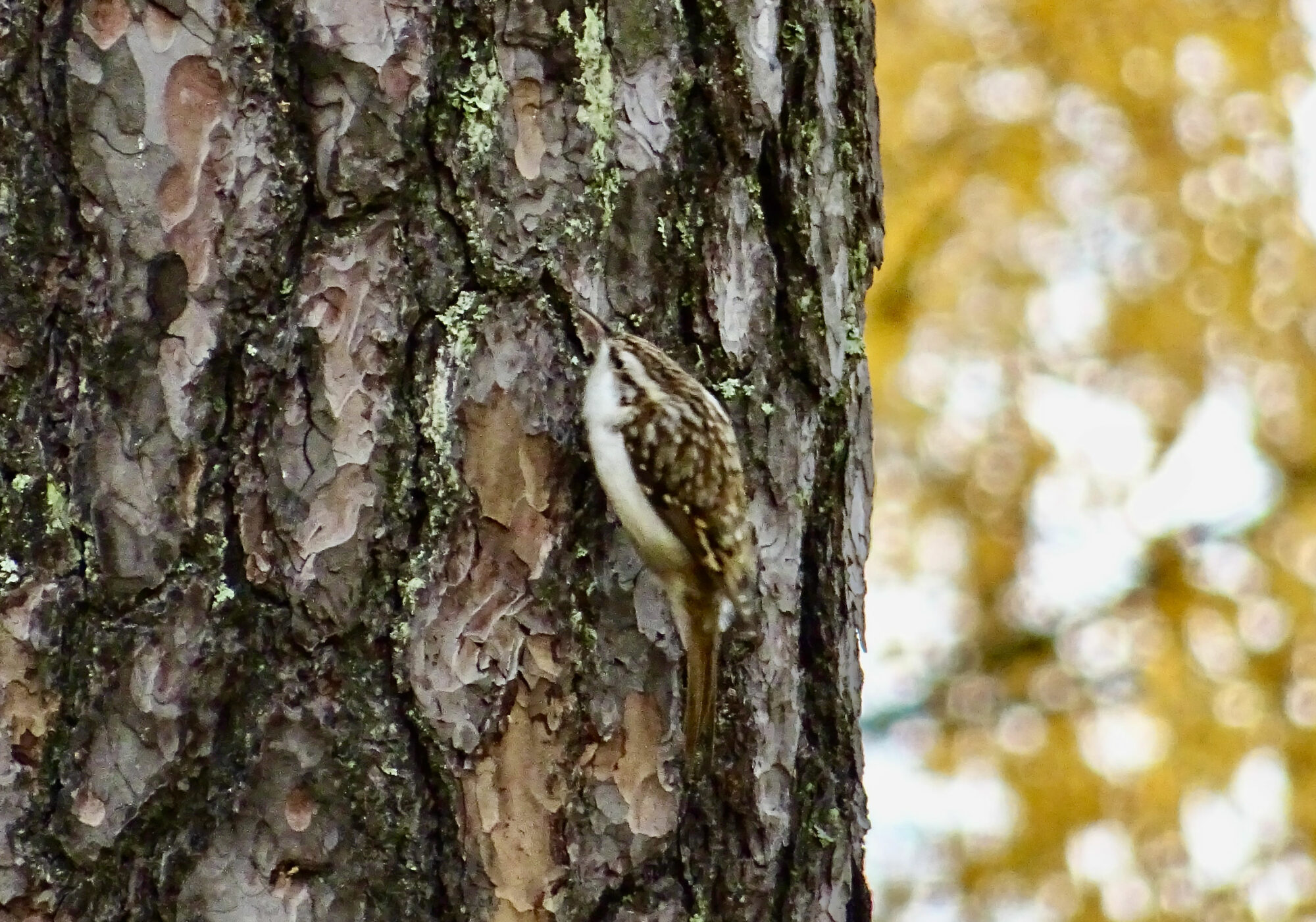 Valokuvaaja: Liisa Niiva-Korpela