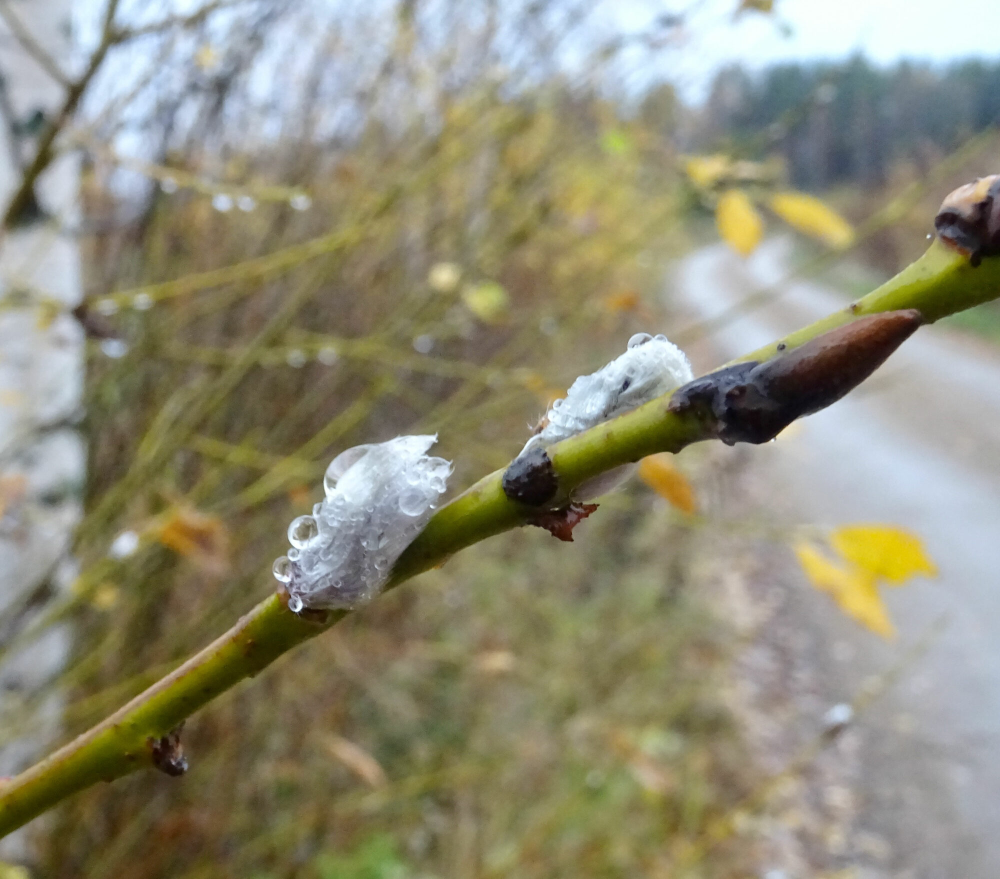 Valokuvaaja: Liisa Niiva-Korpela