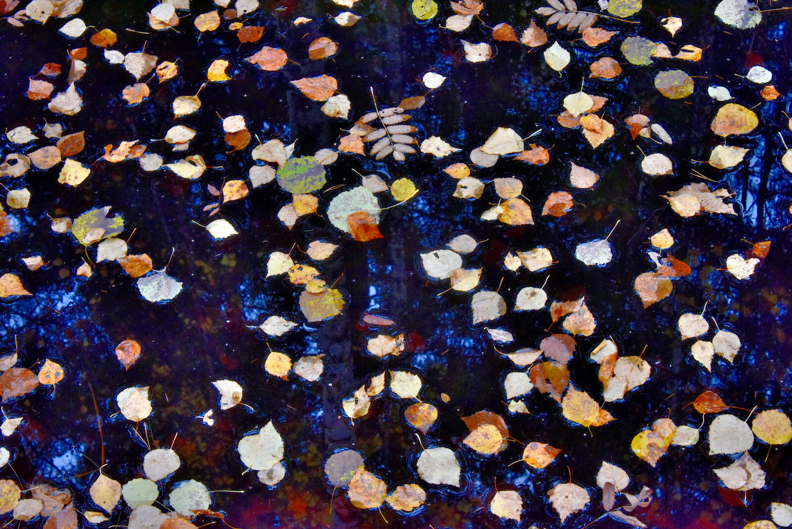 Valokuvaaja: Reijo Juurinen