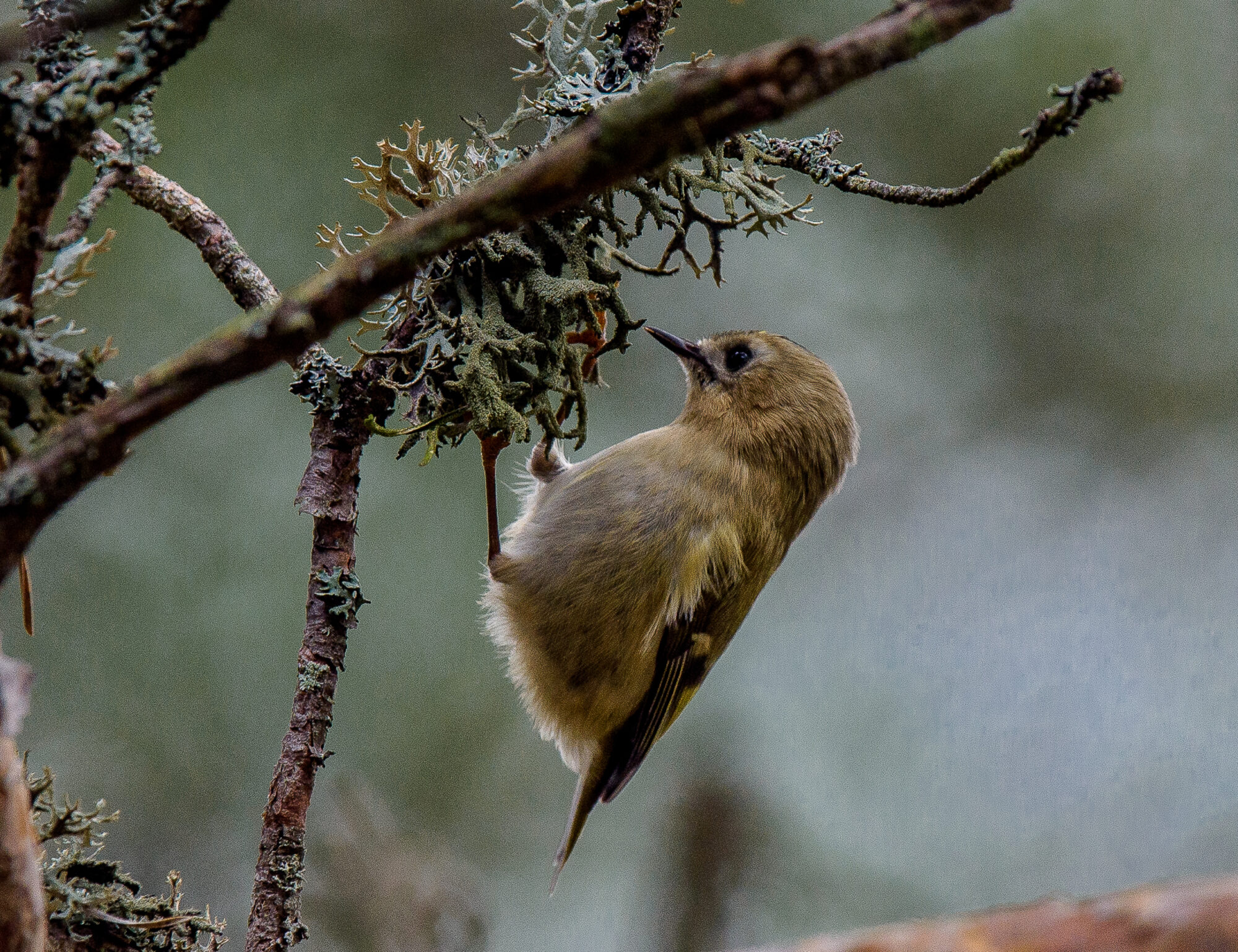 Valokuvaaja: rauno mäkinen