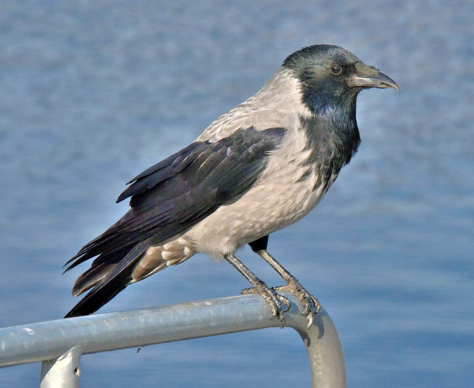 Valokuvaaja: Reijo Juurinen