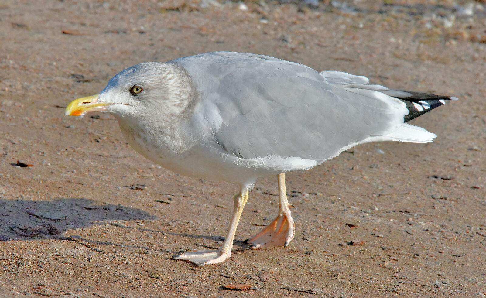 Valokuvaaja: Reijo Juurinen