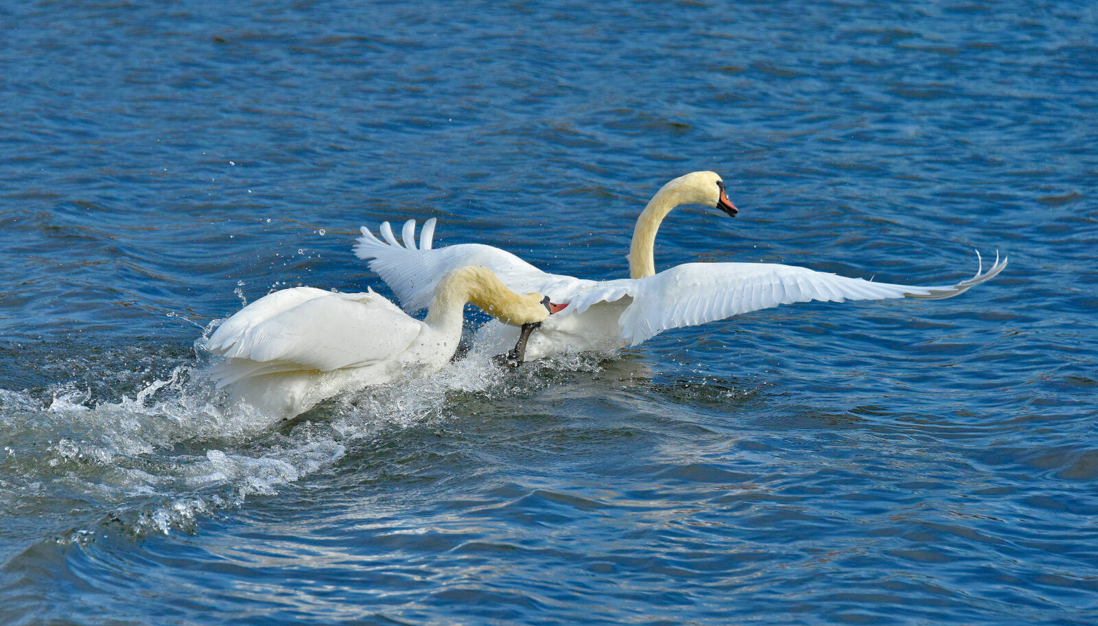 Valokuvaaja: Reijo Juurinen