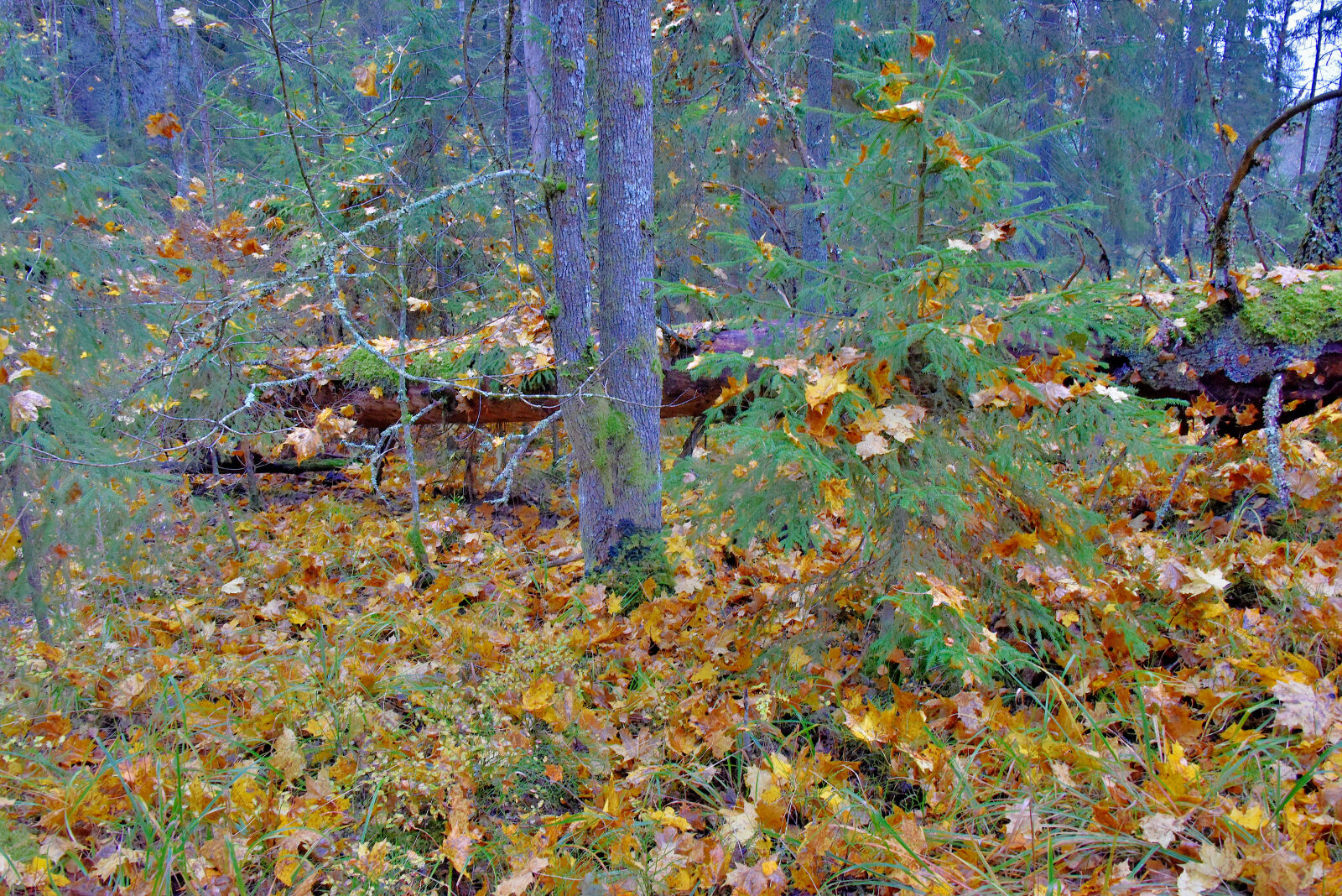 Valokuvaaja: Reijo Juurinen