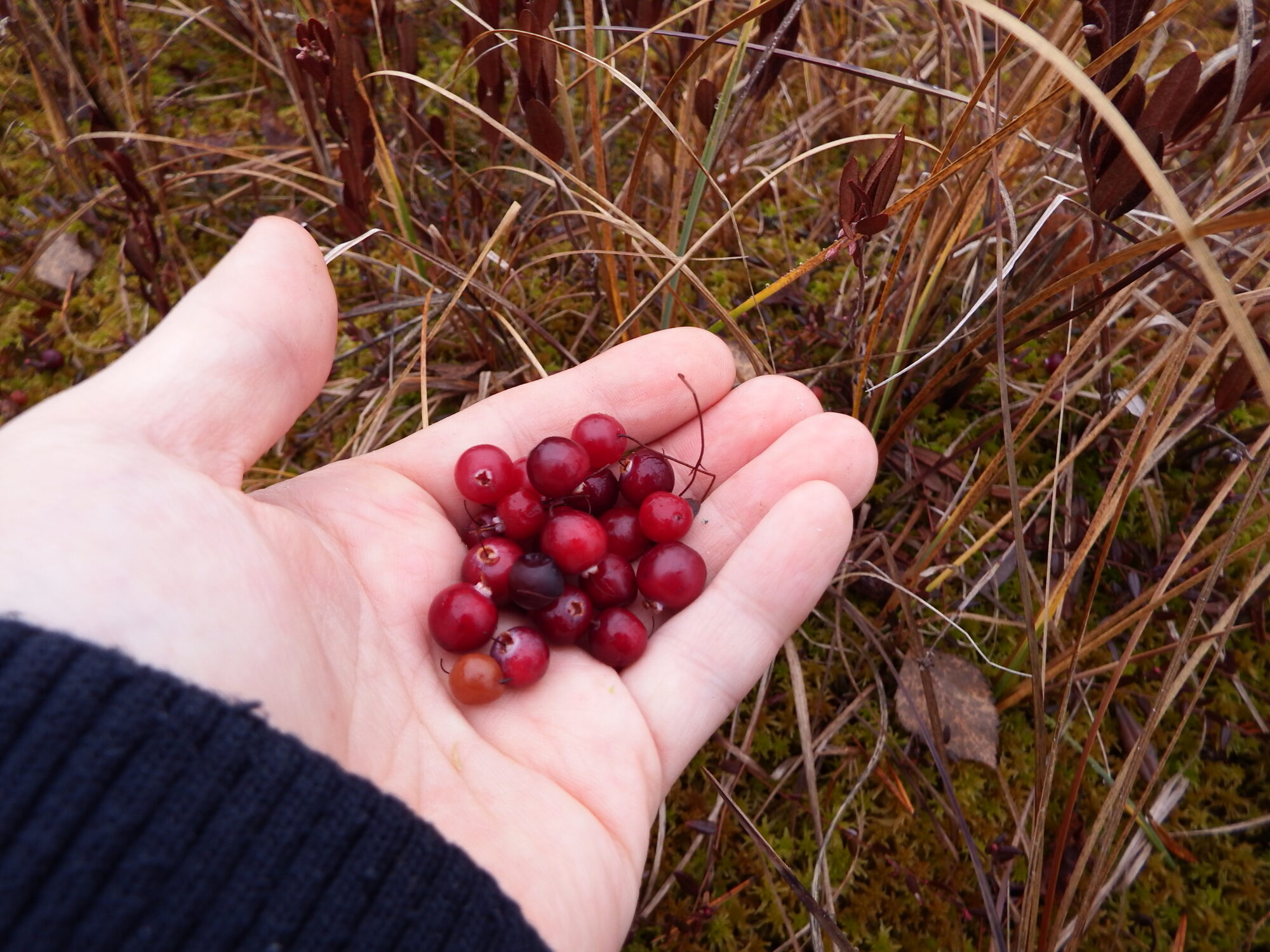 Valokuvaaja: Toni Asikainen