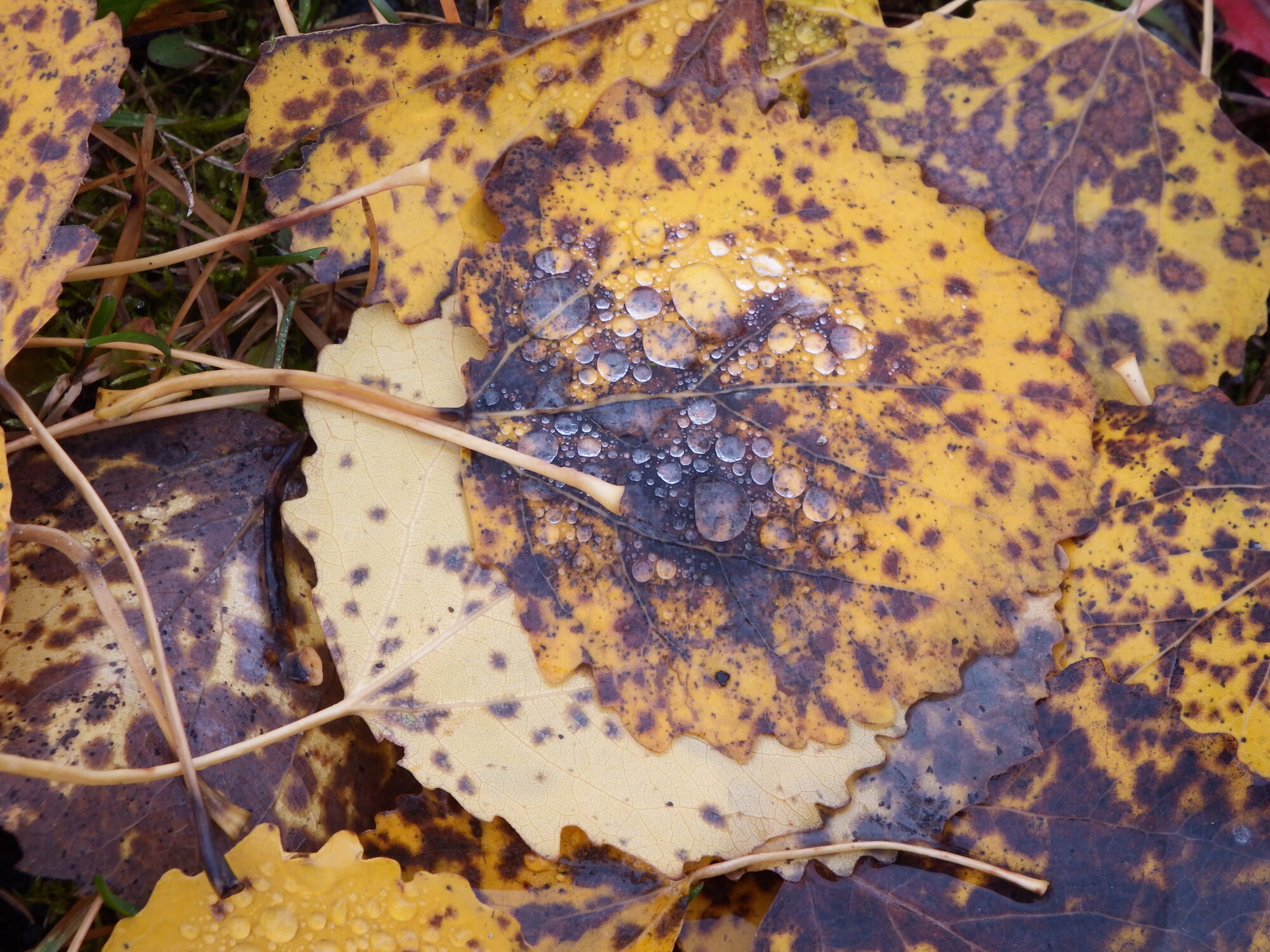 Valokuvaaja: Toni Asikainen
