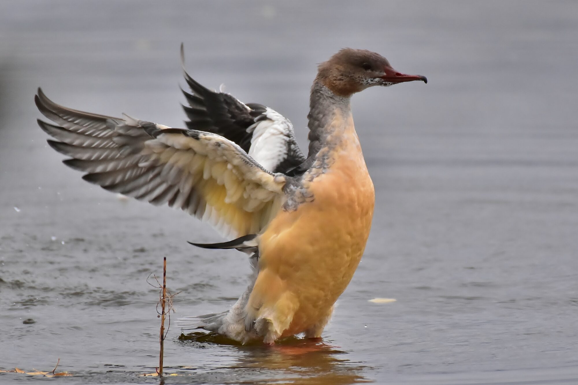 Valokuvaaja: Markku Pelkonen