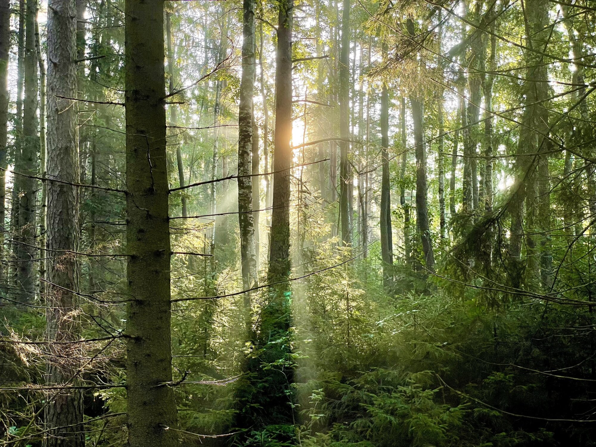 Valokuvaaja: Juhani Peltonen Valokuvaaja: Juhani Peltonen