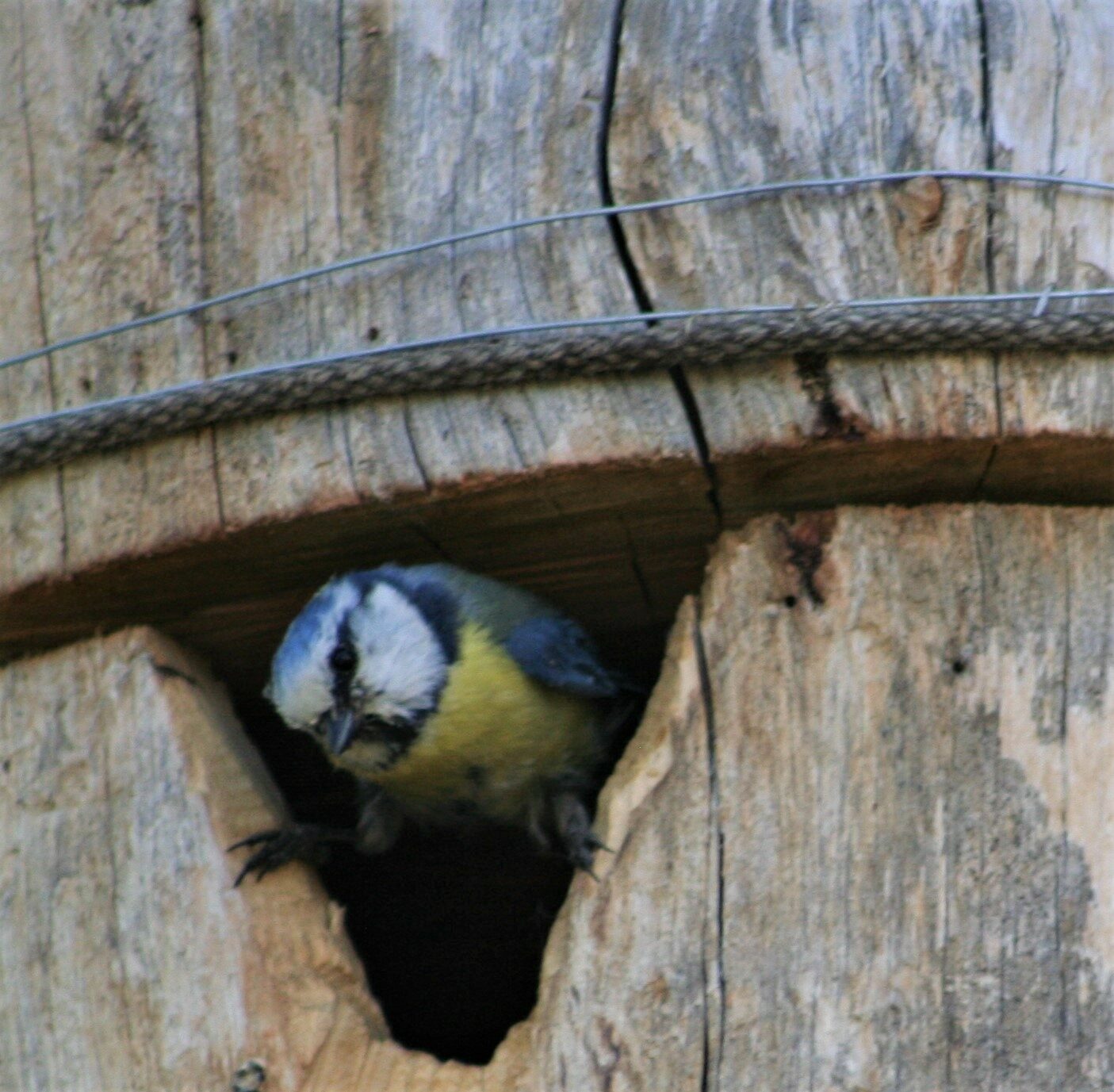 Valokuvaaja: rane nuutinen