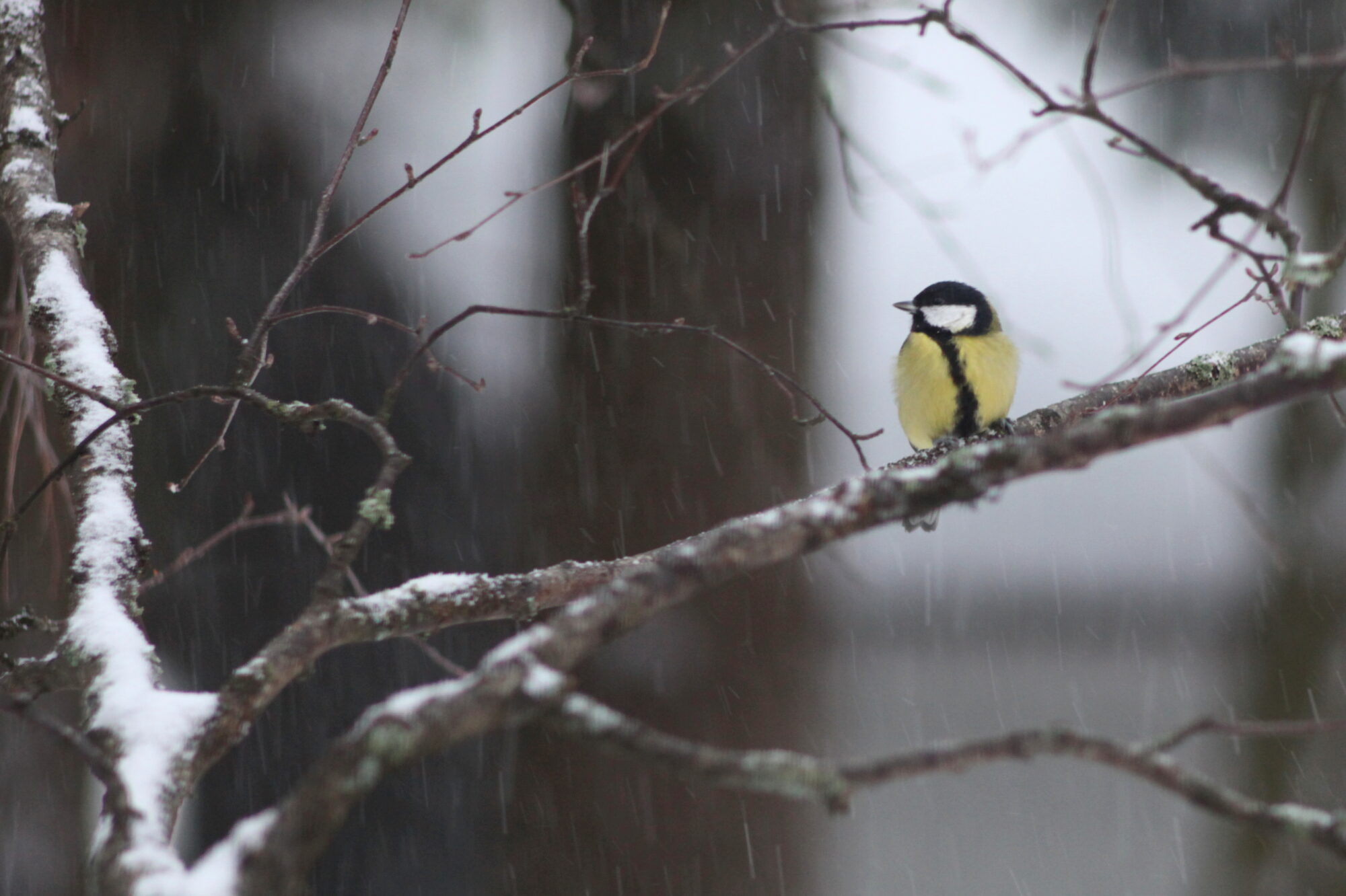 Valokuvaaja: Kaarlo Asikainen
