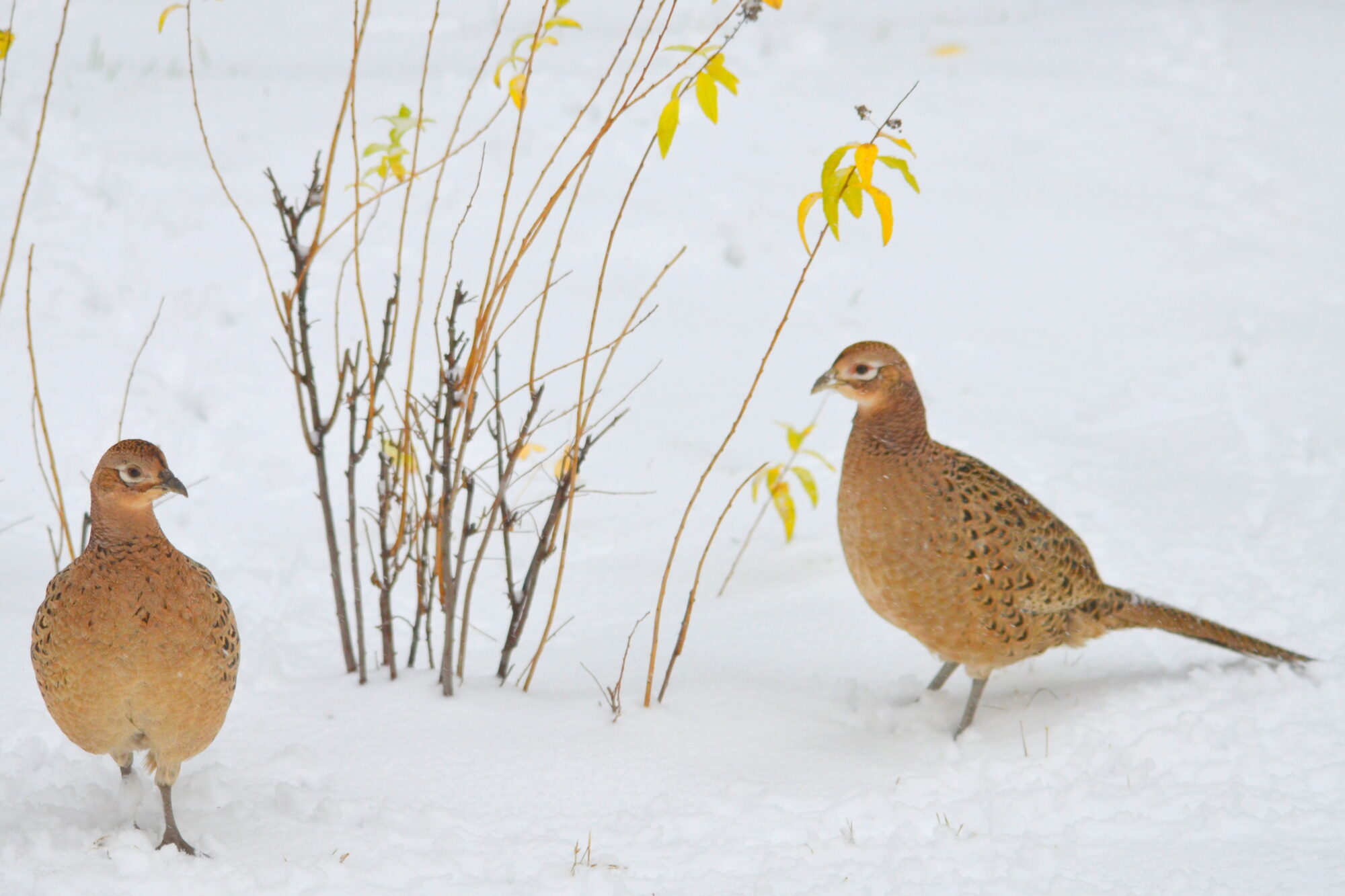 Valokuvaaja: Kaarlo Asikainen