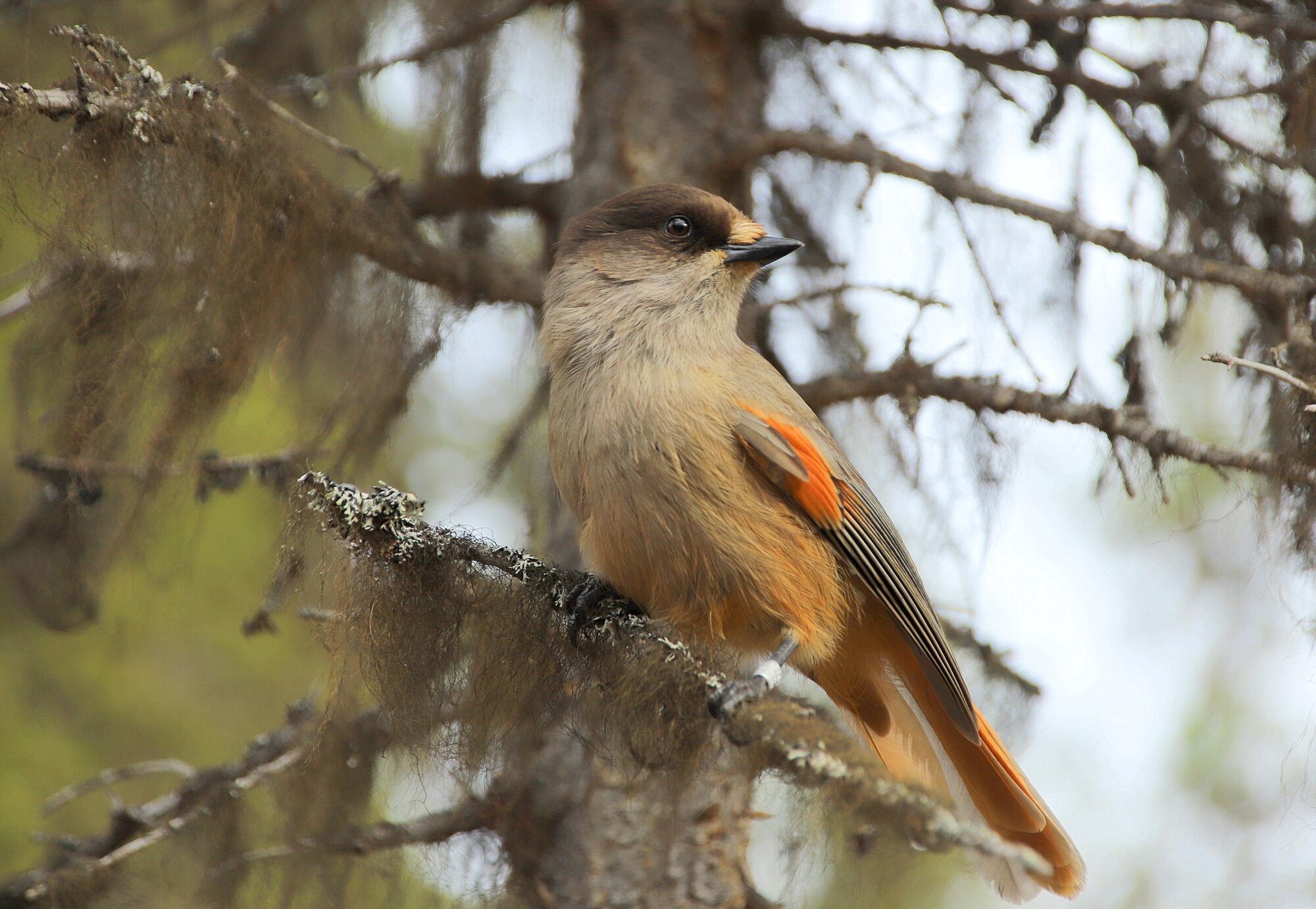 Valokuvaaja: sirpa jyske