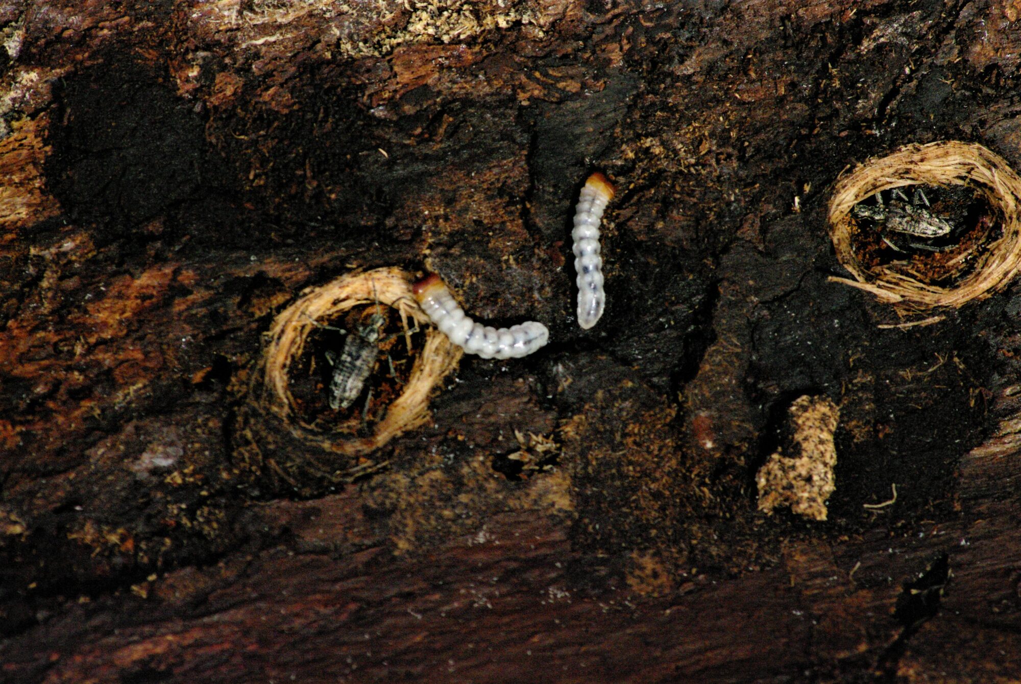 Valokuvaaja: Timo Pakonen