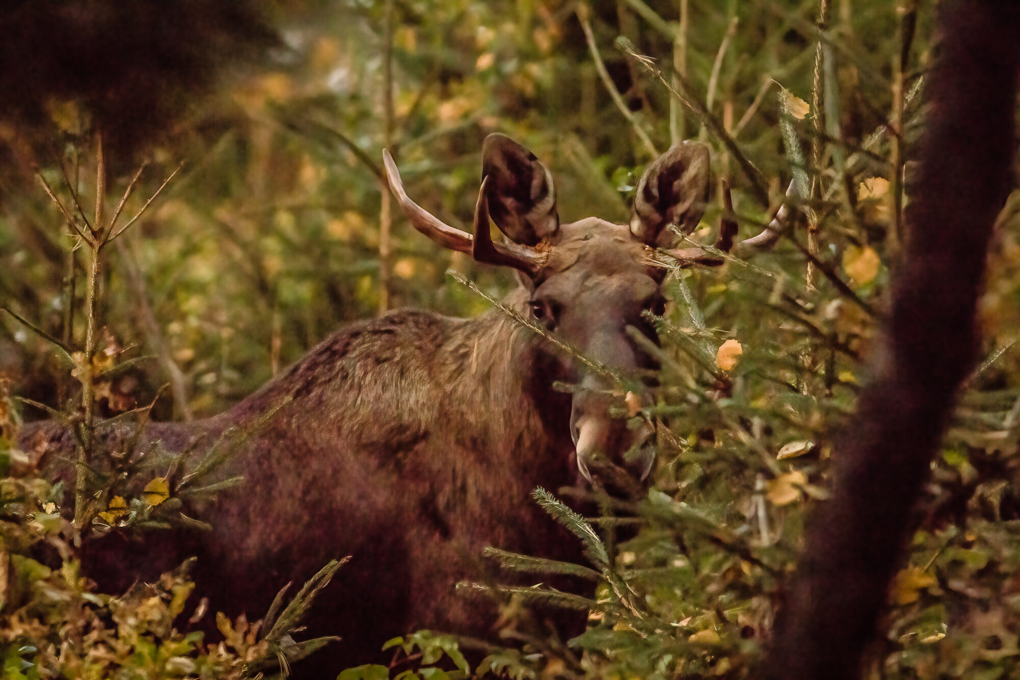 Valokuvaaja: Mikko Pyhälä