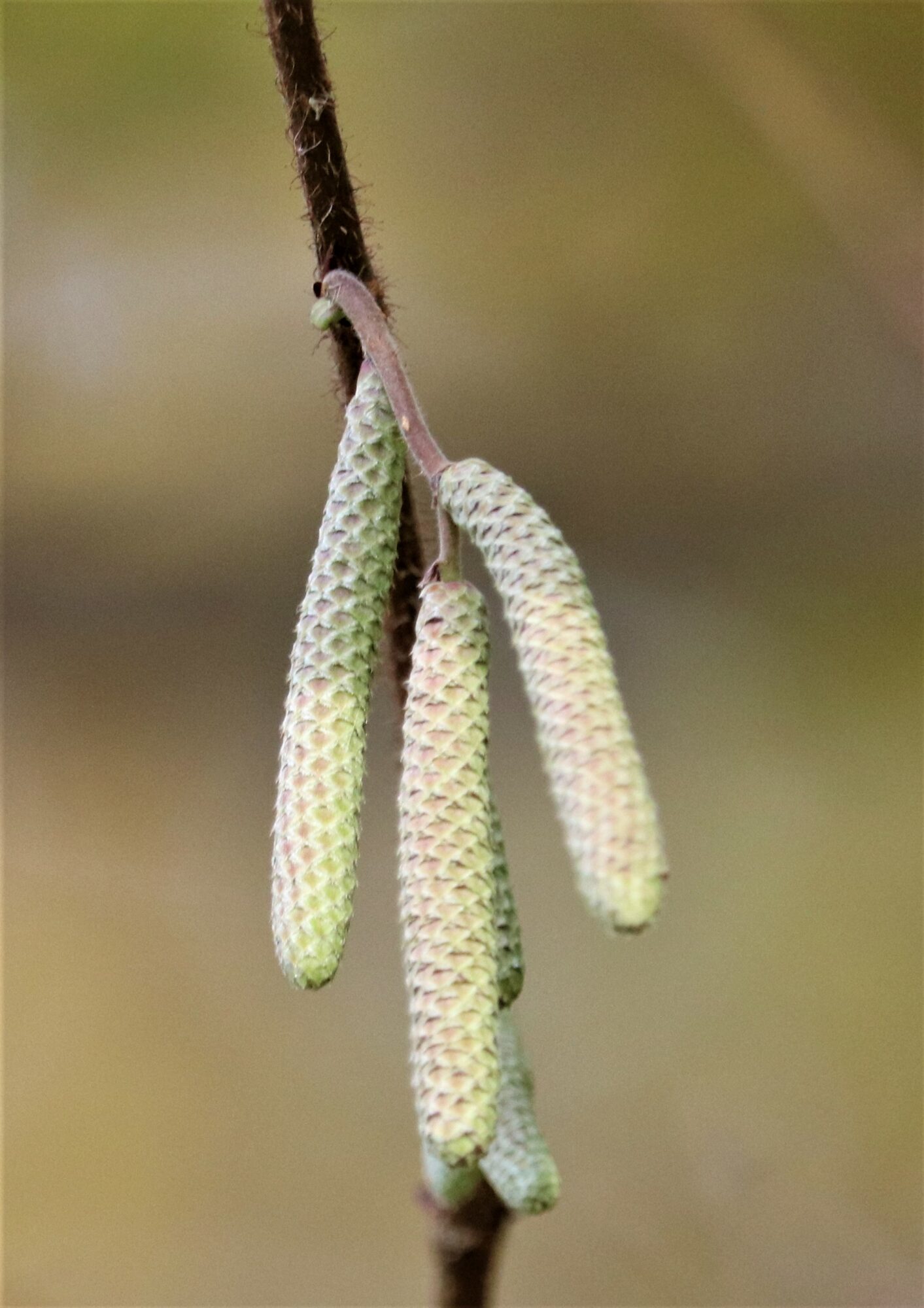 Valokuvaaja: Birgit Silvennoinen