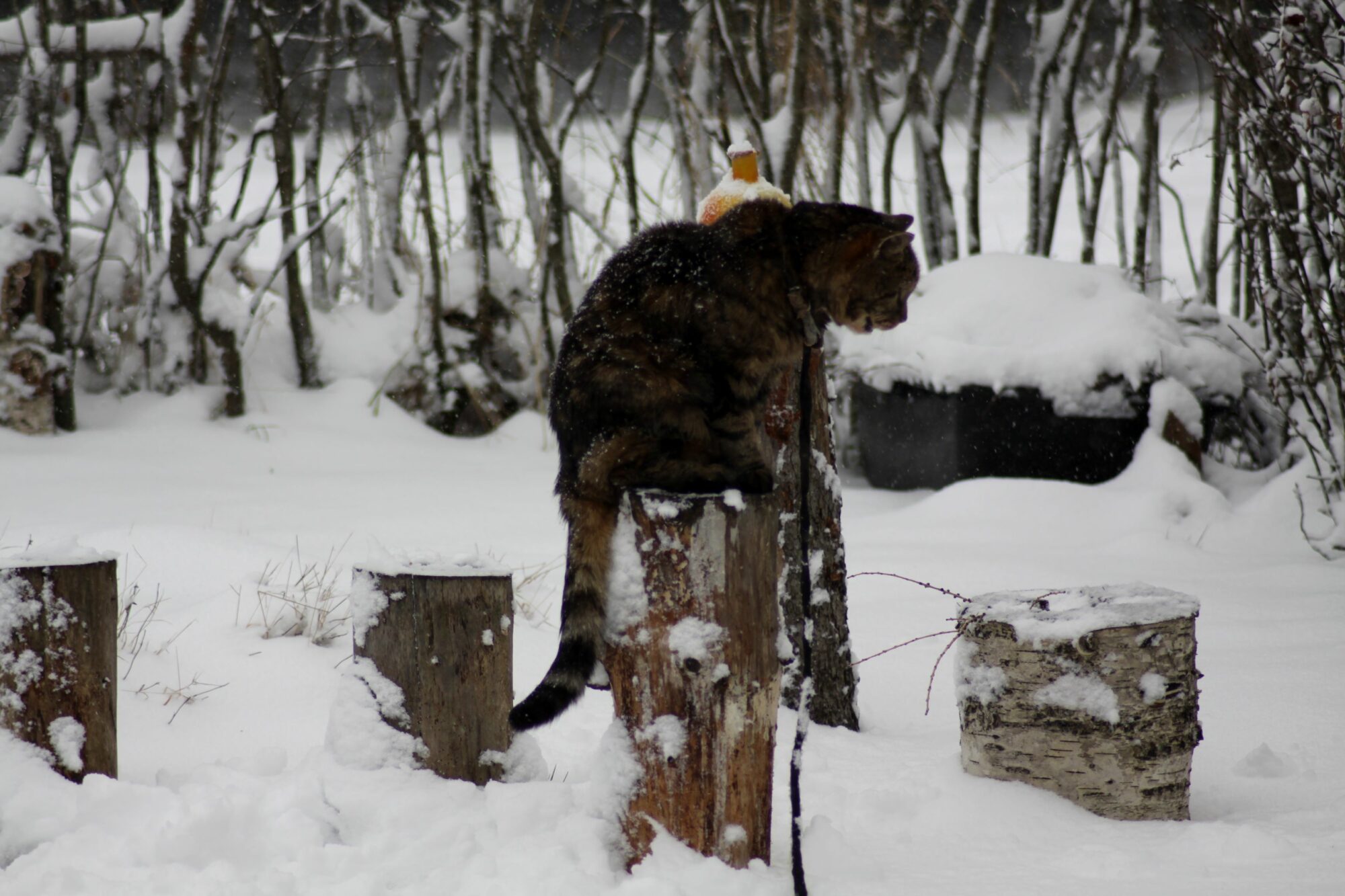 Valokuvaaja: Pirkko Siukonen