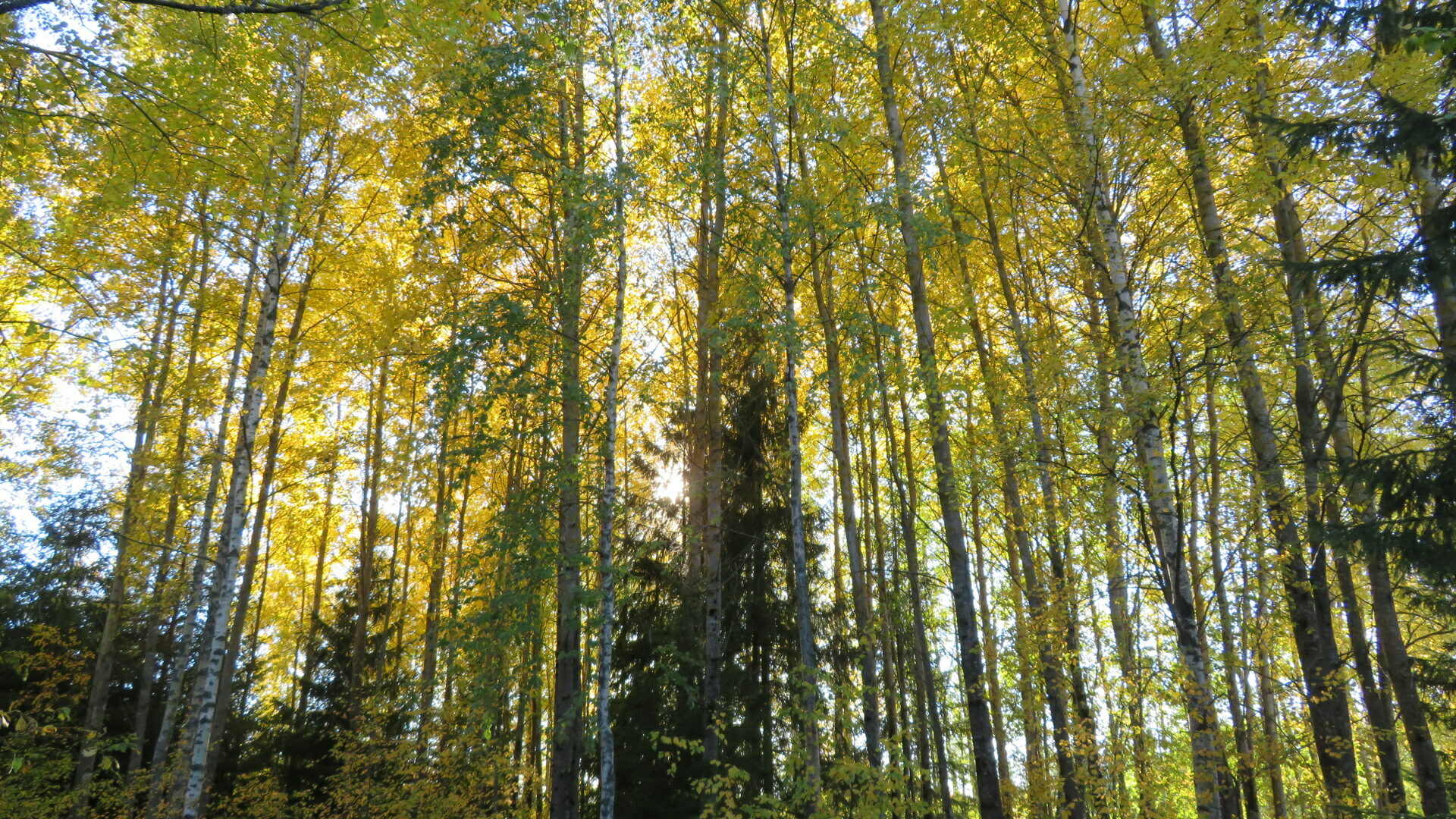 Valokuvaaja: Risto Kangassalo