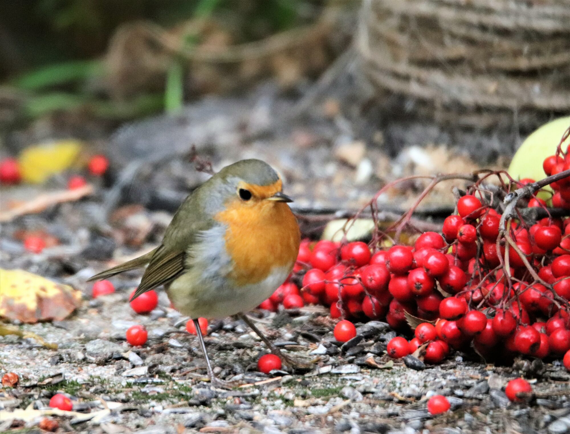 Valokuvaaja: Irja Lehtinen