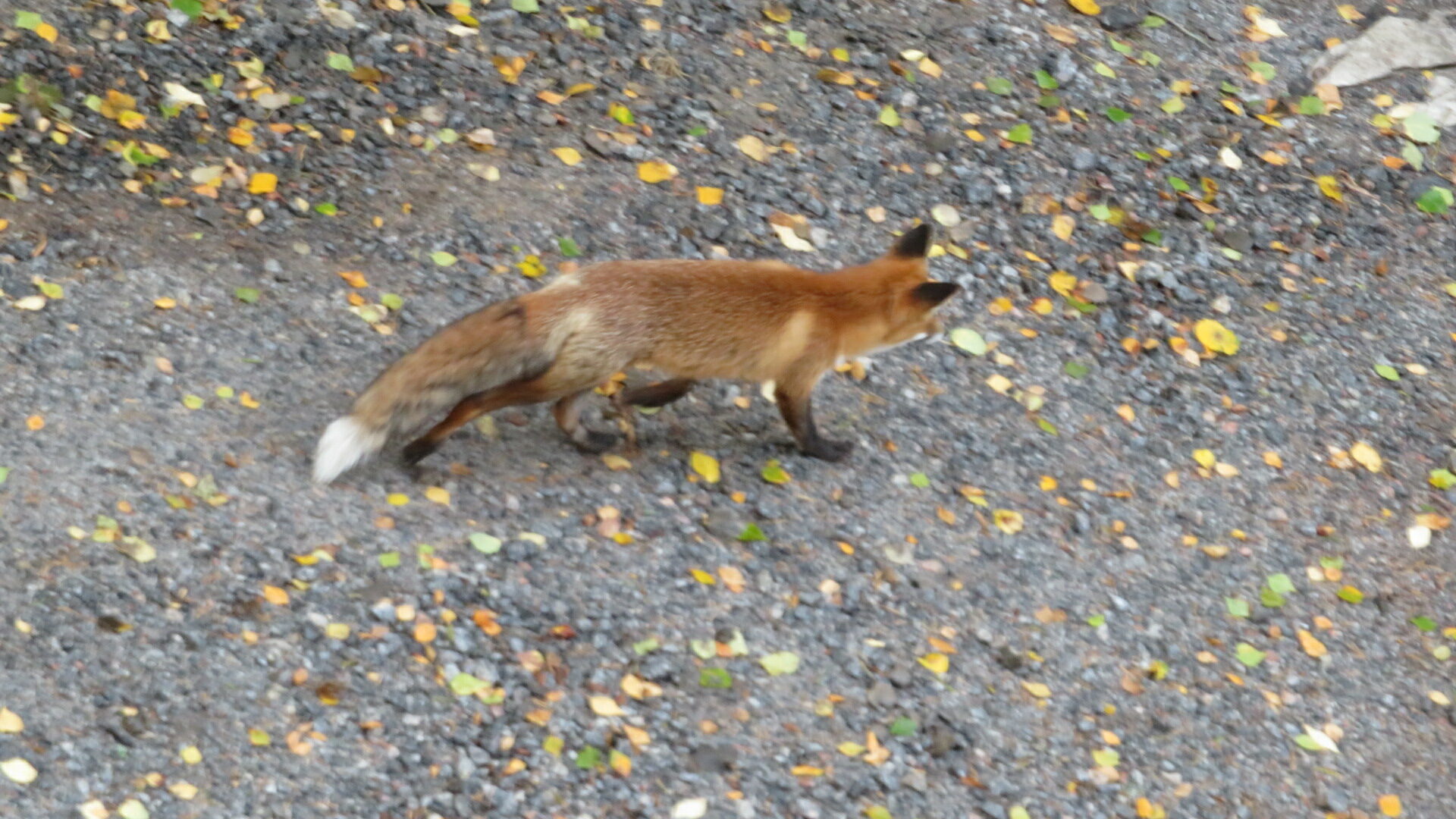 Valokuvaaja: Risto Kangassalo