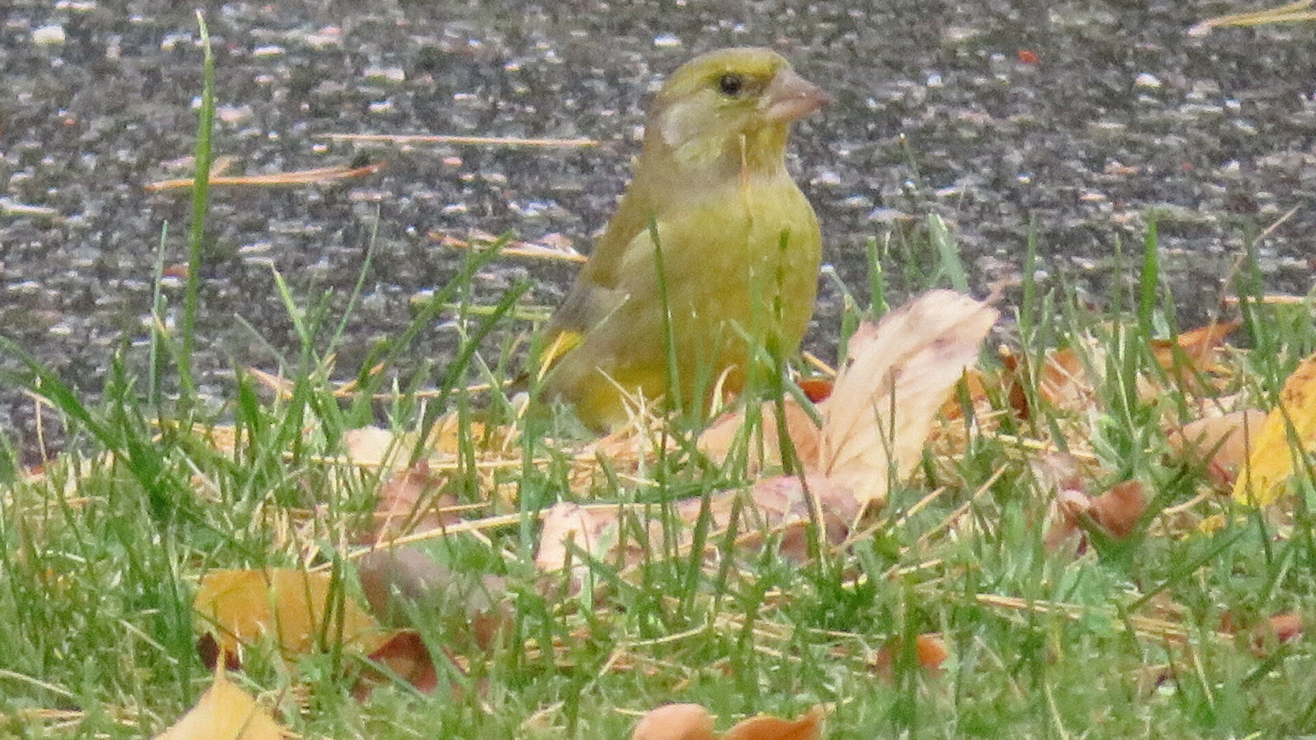 Valokuvaaja: Risto Kangassalo
