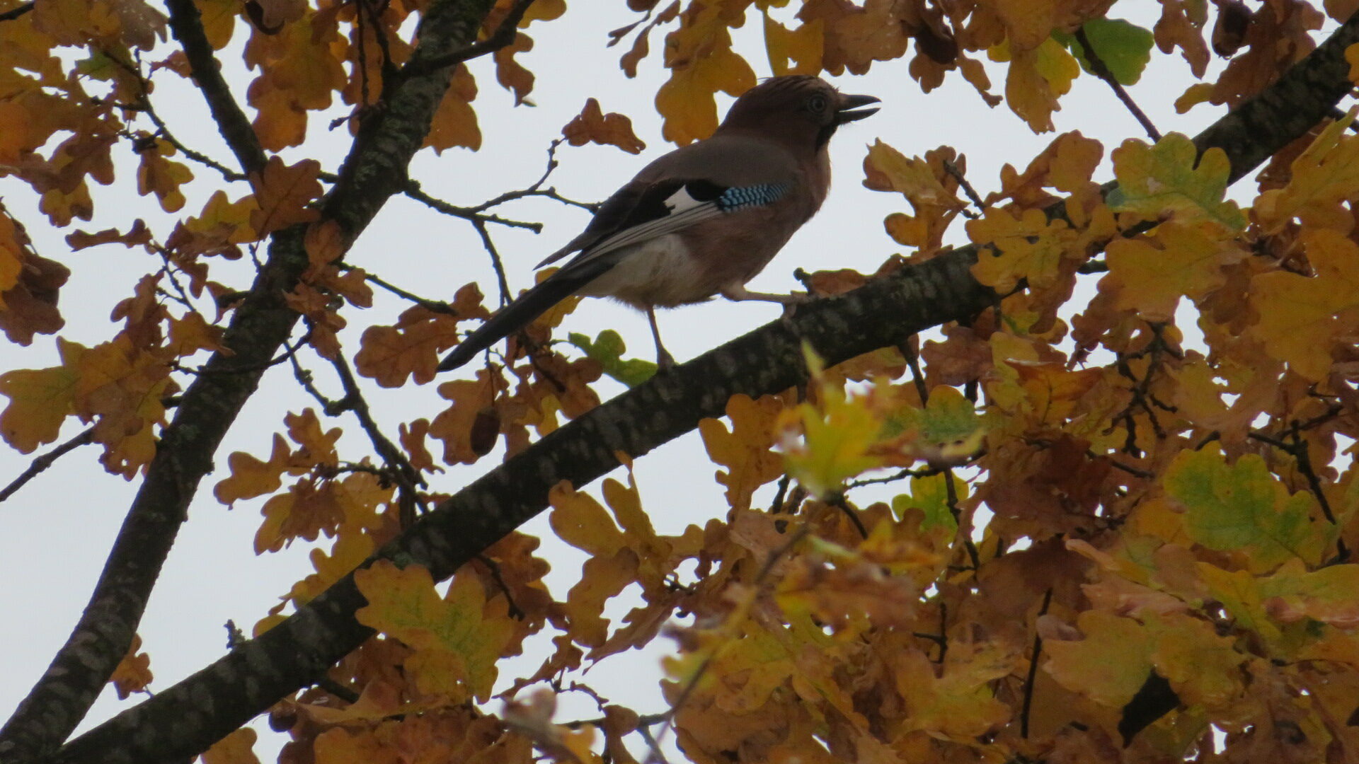 Valokuvaaja: Risto Kangassalo