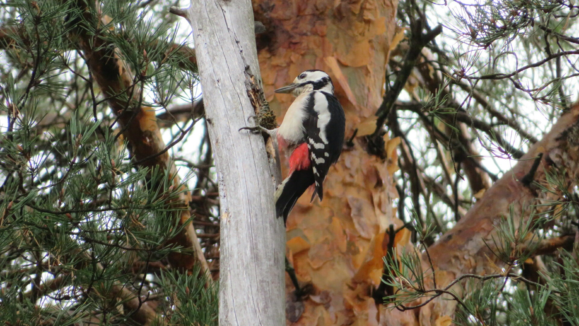 Valokuvaaja: Risto Kangassalo