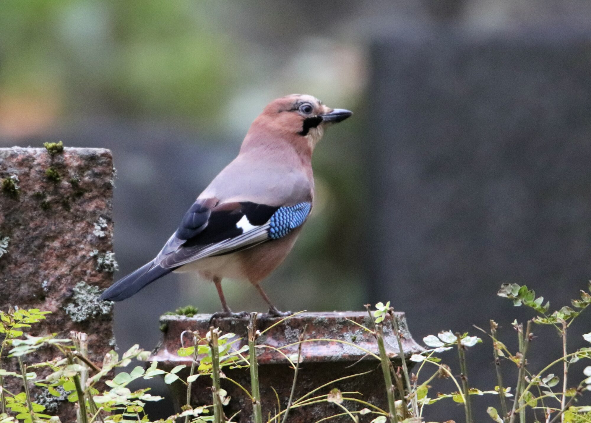 Valokuvaaja: Irja Lehtinen