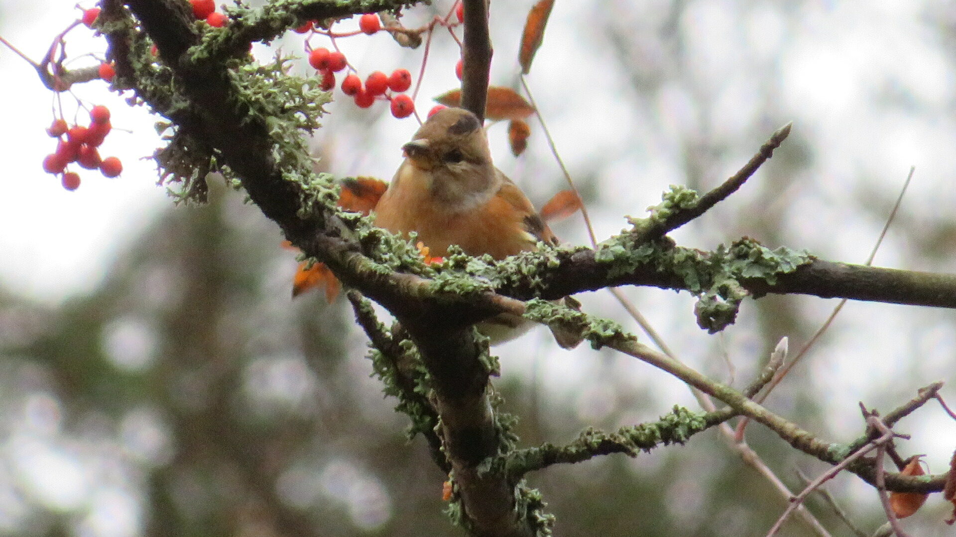 Valokuvaaja: Risto Kangassalo Valokuvaaja: Risto Kangassalo