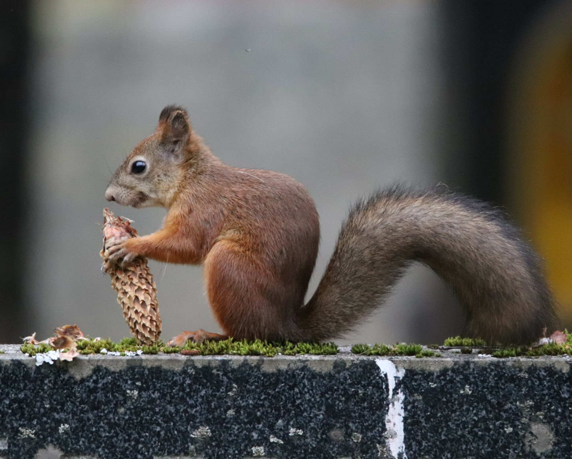 Valokuvaaja: Irja Lehtinen