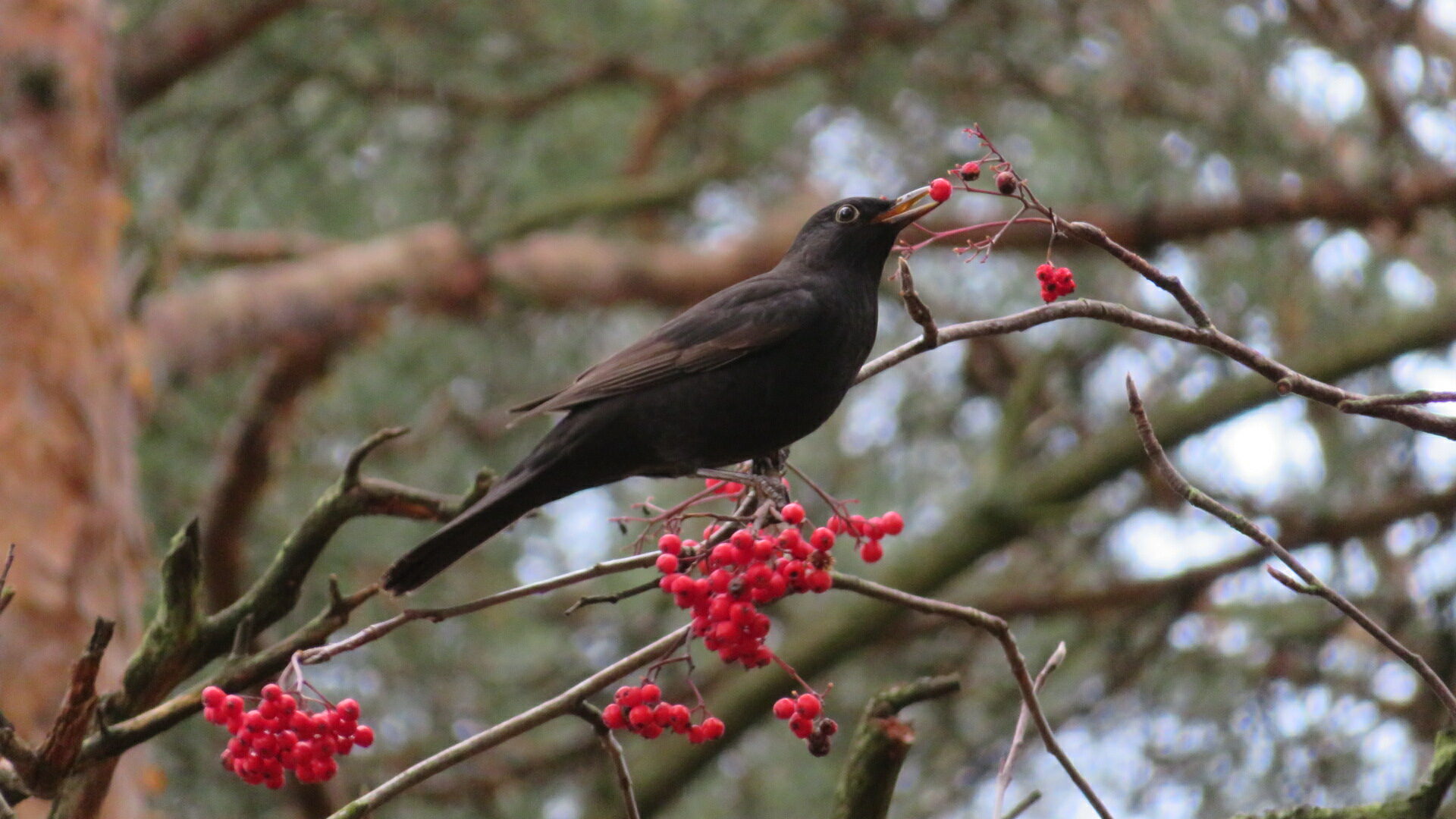 Valokuvaaja: Risto Kangassalo