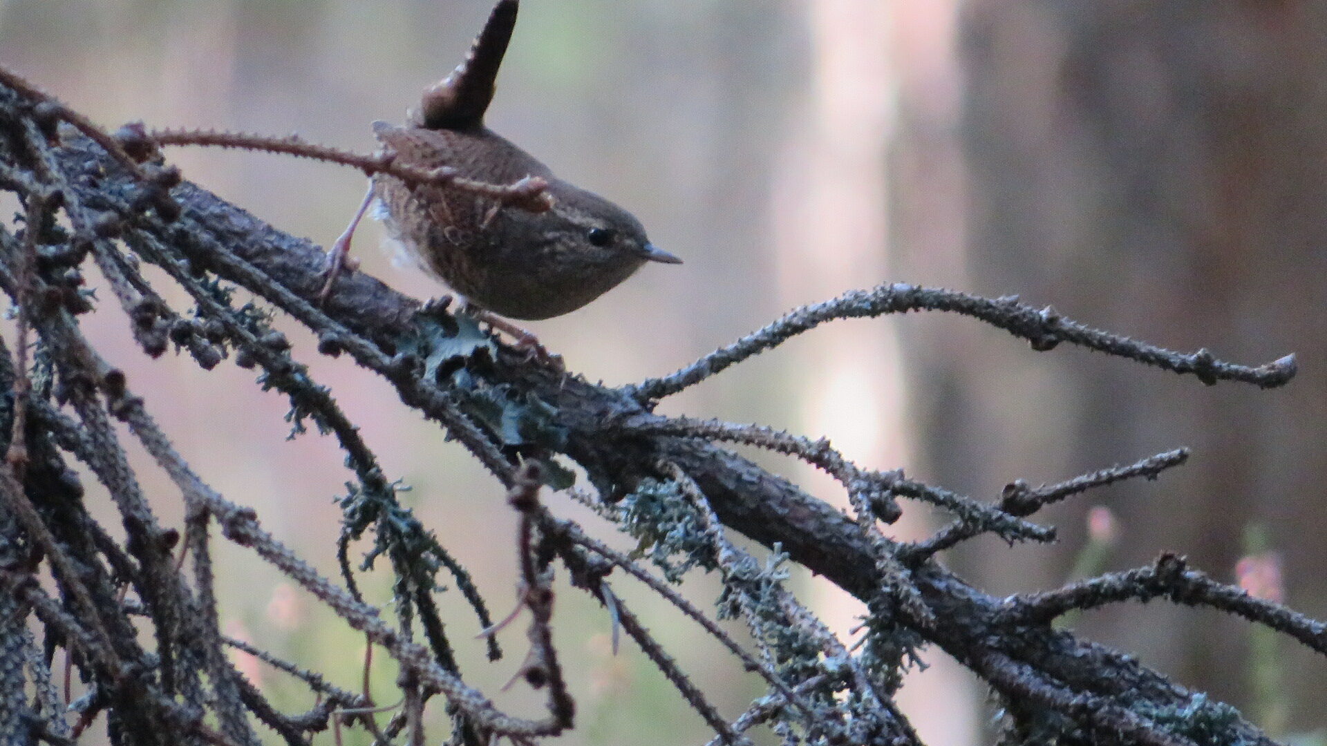 Valokuvaaja: Risto Kangassalo