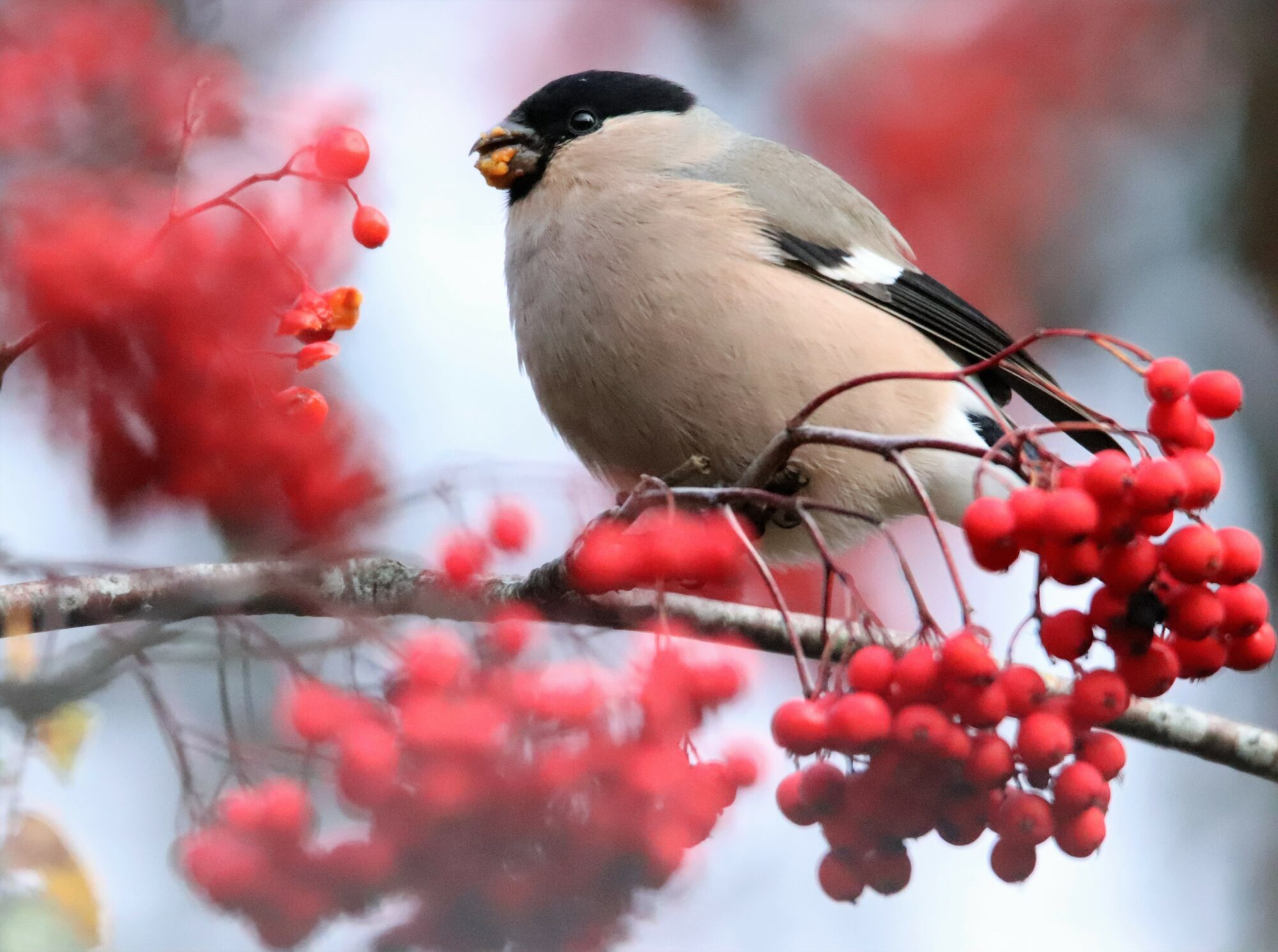 Valokuvaaja: Irja Lehtinen