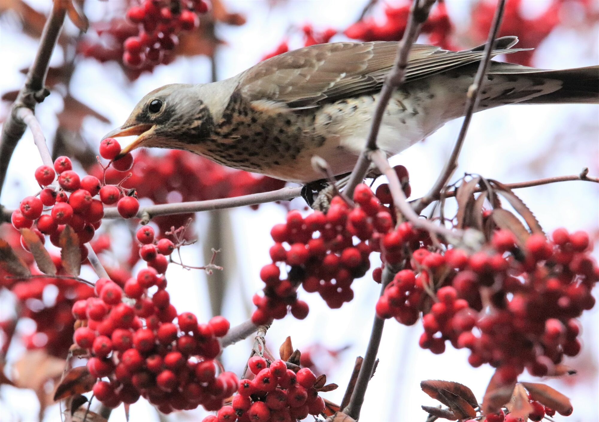 Valokuvaaja: Irja Lehtinen