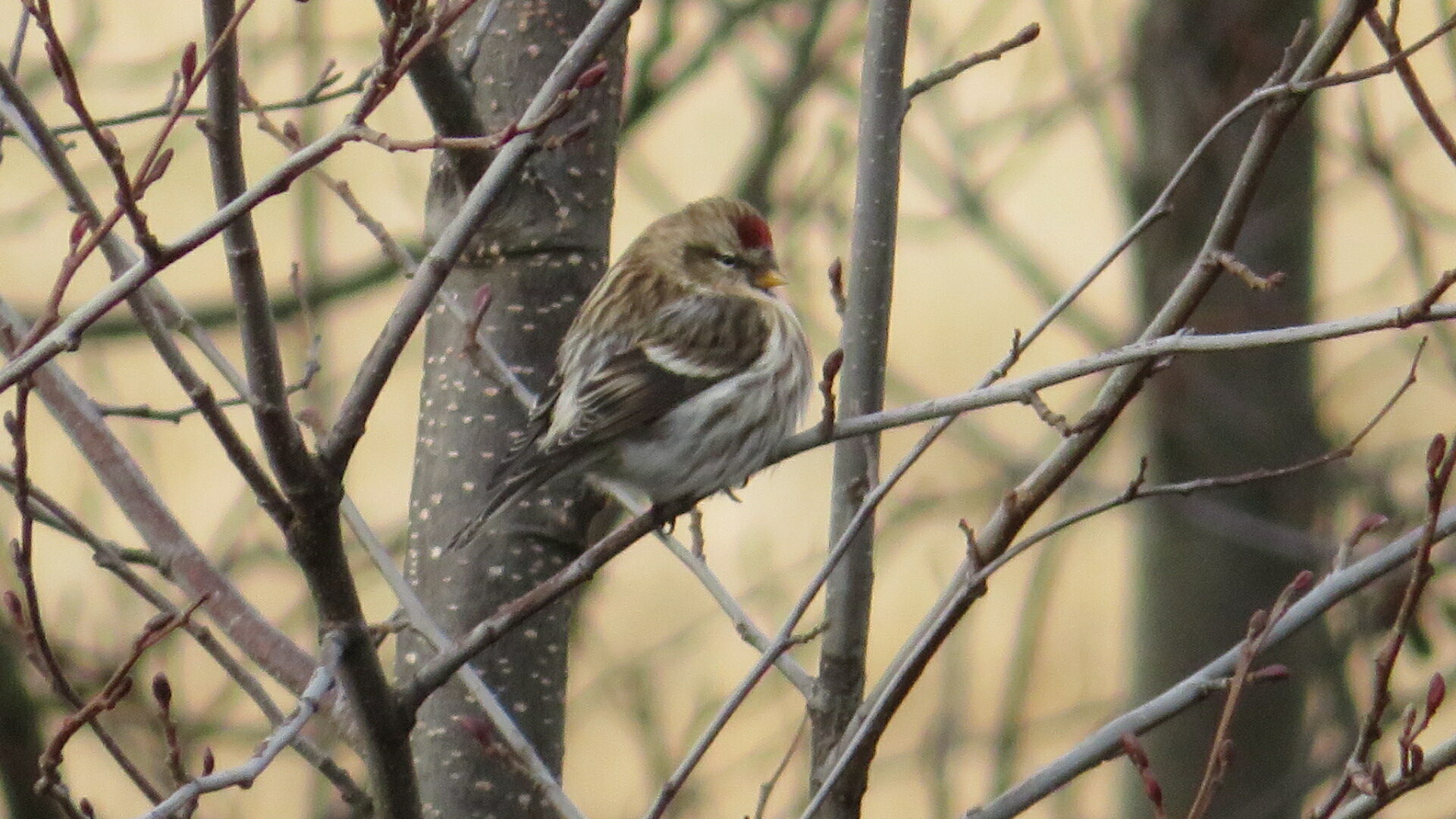 Valokuvaaja: Risto Kangassalo