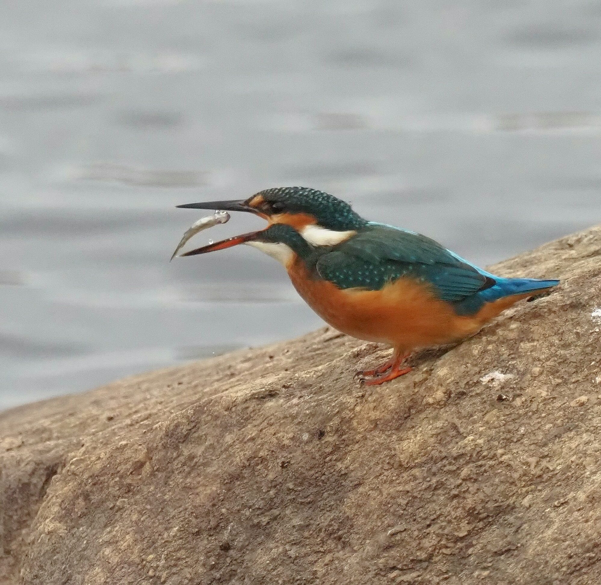 Valokuvaaja: Mikkola Irma