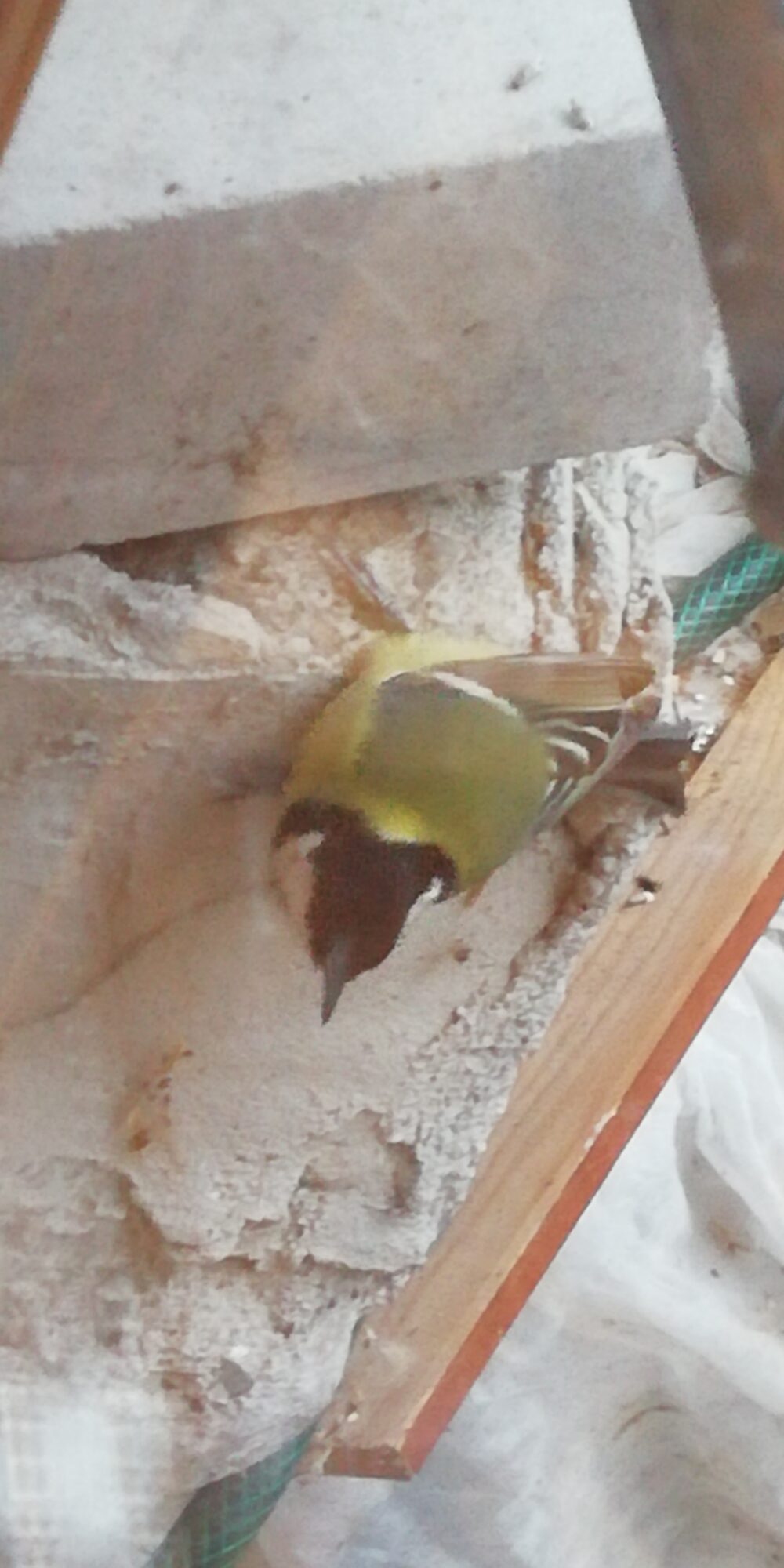 Valokuvaaja: Sari Viemerö