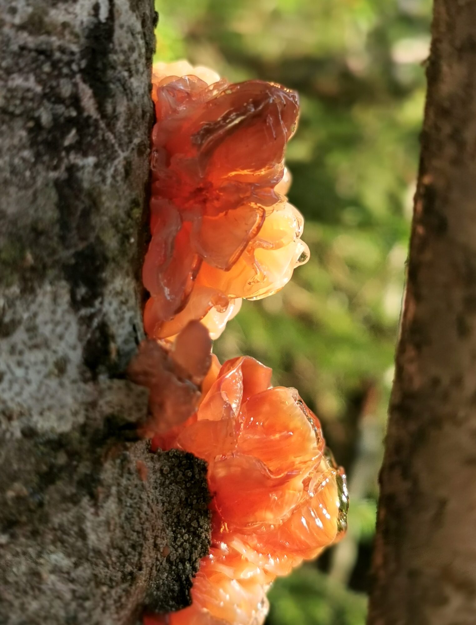 Valokuvaaja: Satu Kuningas