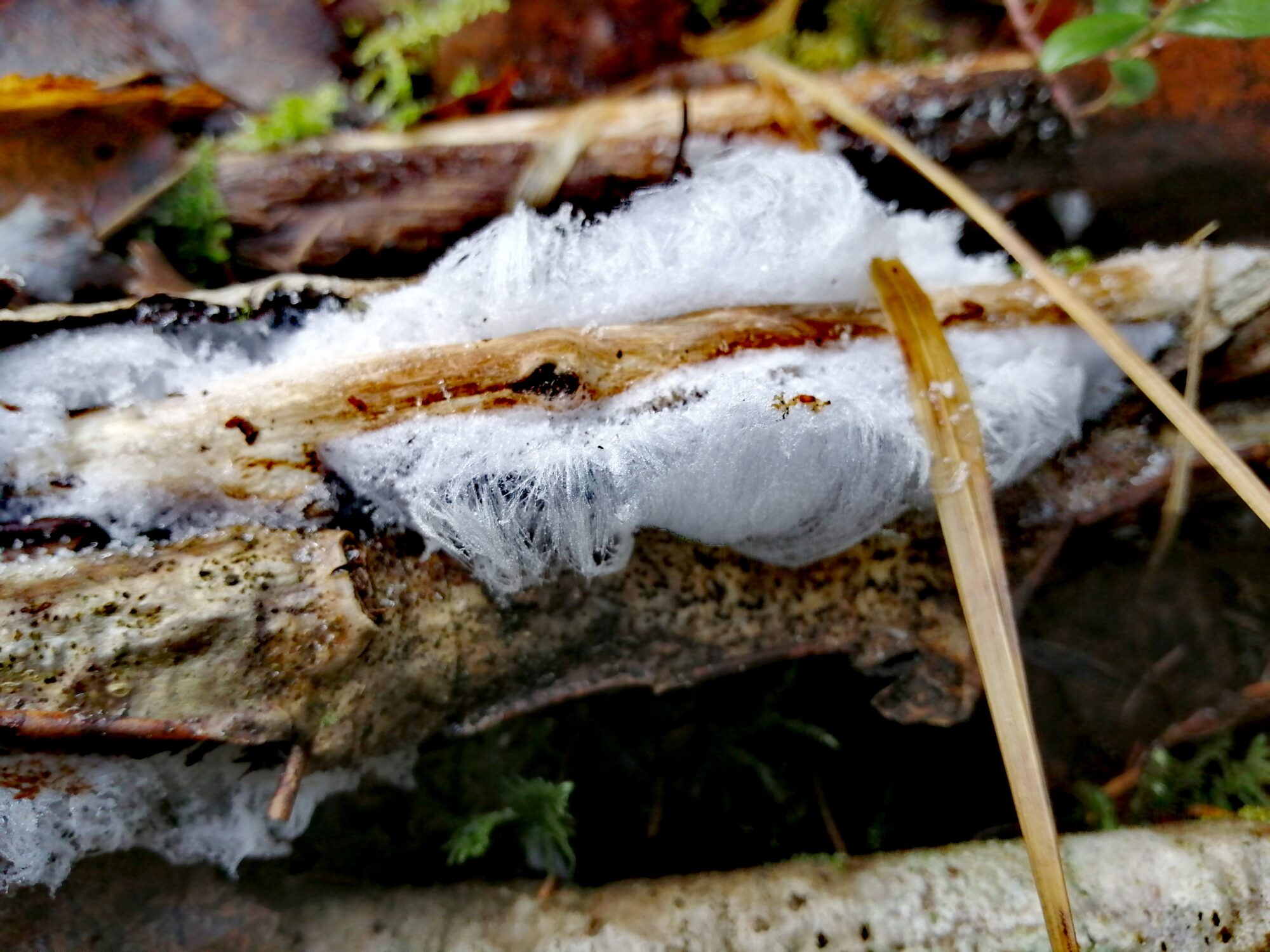 Valokuvaaja: Jaana Loponen Valokuvaaja: Jaana Loponen