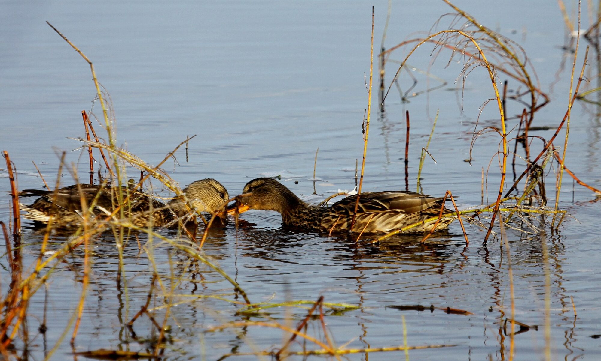 Valokuvaaja: Pirkko Siukonen