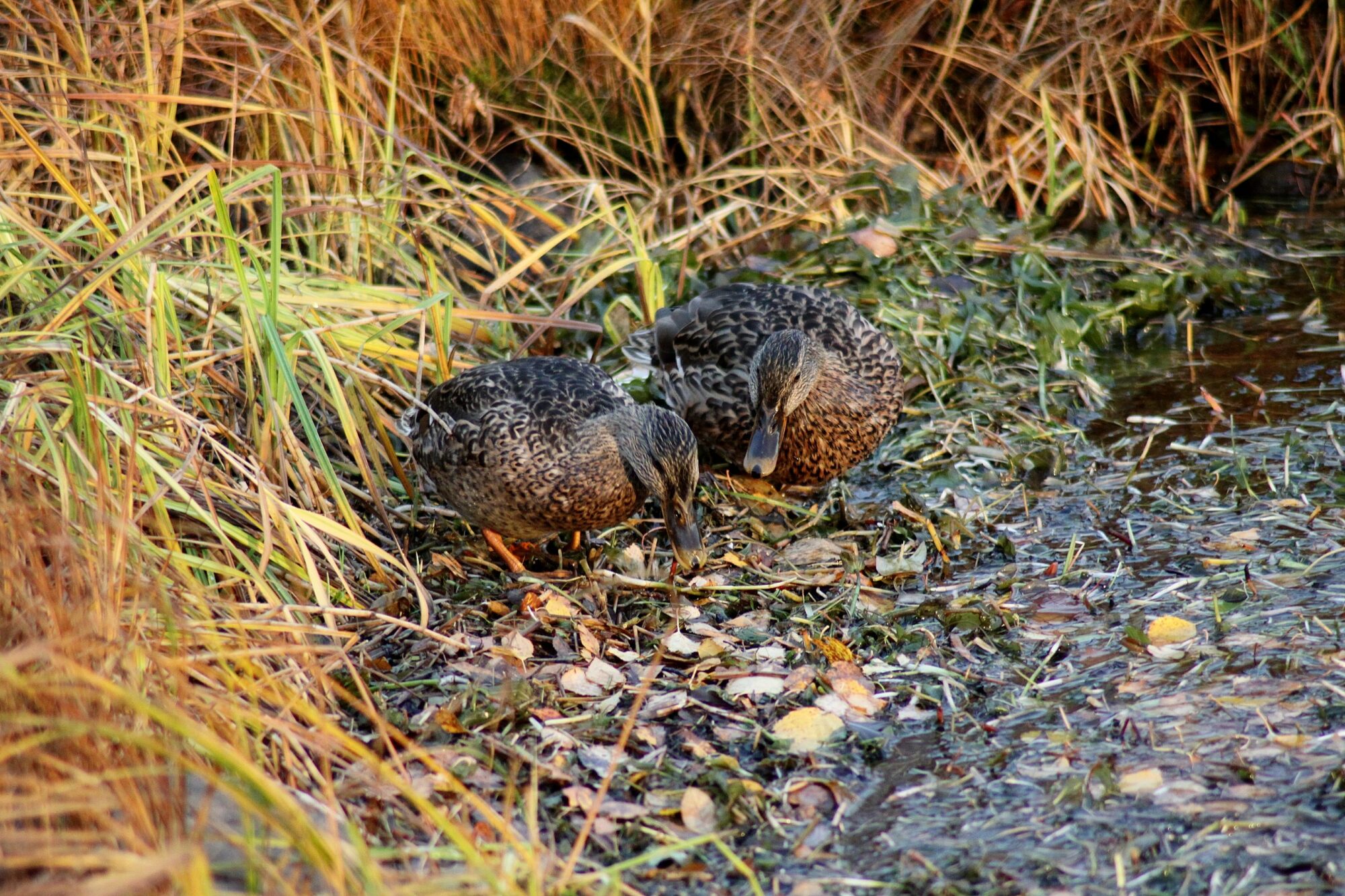 Valokuvaaja: Pirkko Siukonen