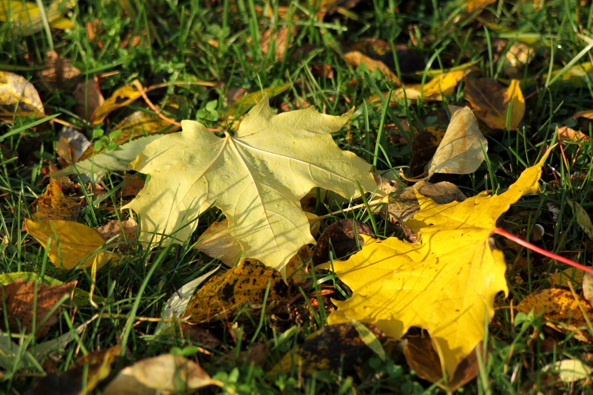 Valokuvaaja: Pirkko Siukonen