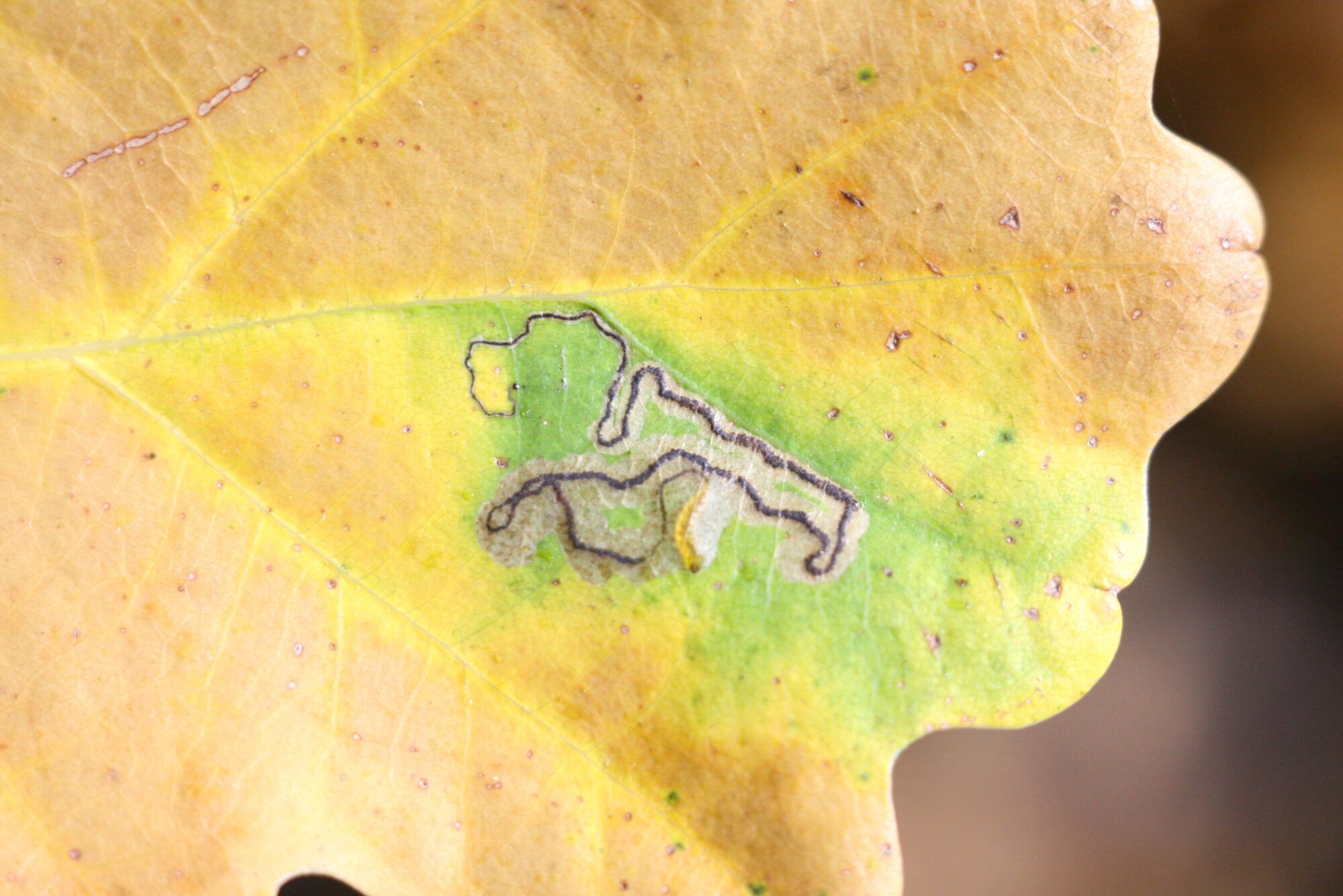 Valokuvaaja: Kaarlo Asikainen