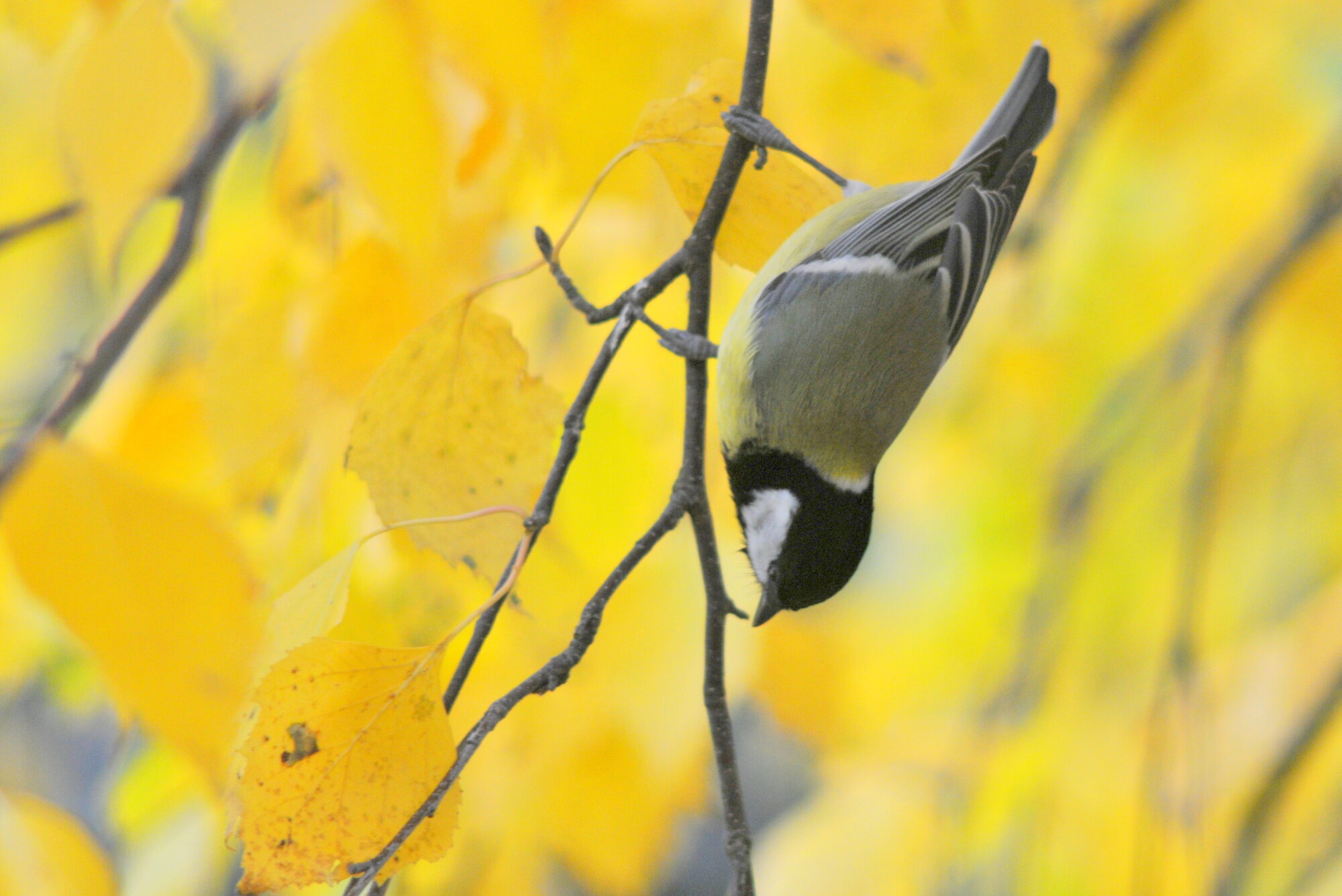 Valokuvaaja: Kaarlo Asikainen